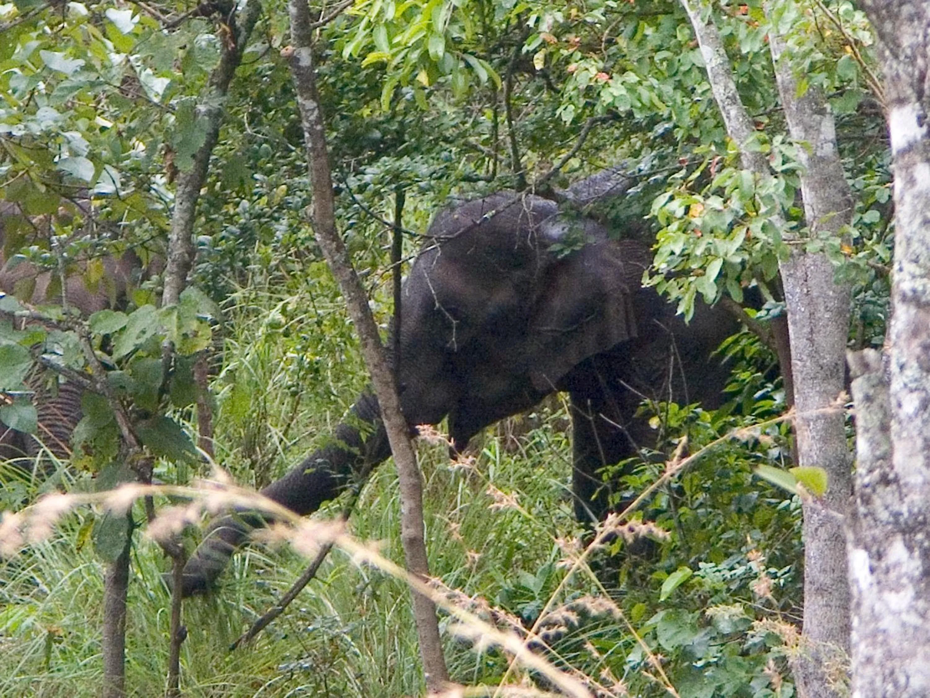 Animals in Elephant Valley Eco Farm Hotel