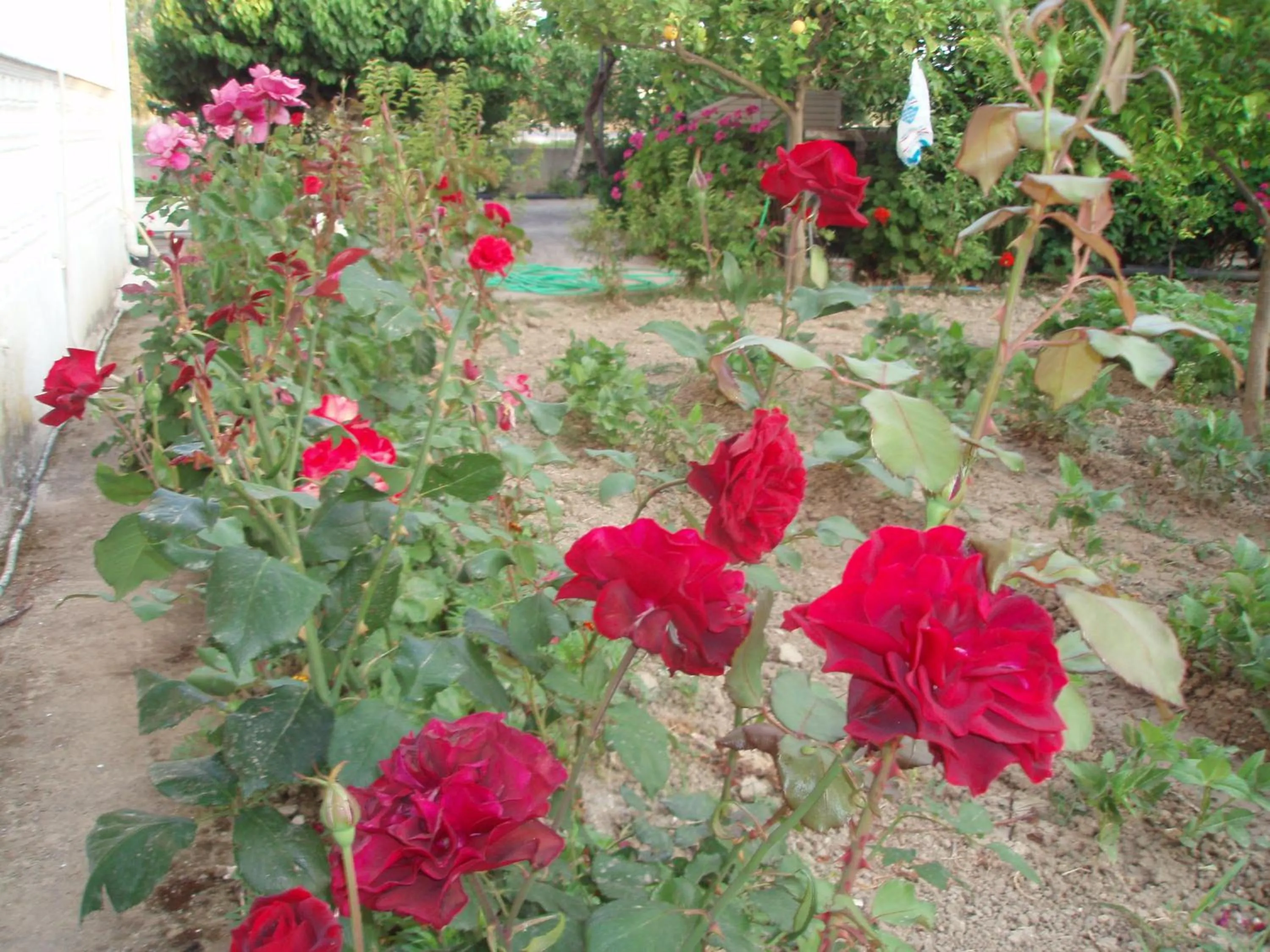 Spring in Studio Stars