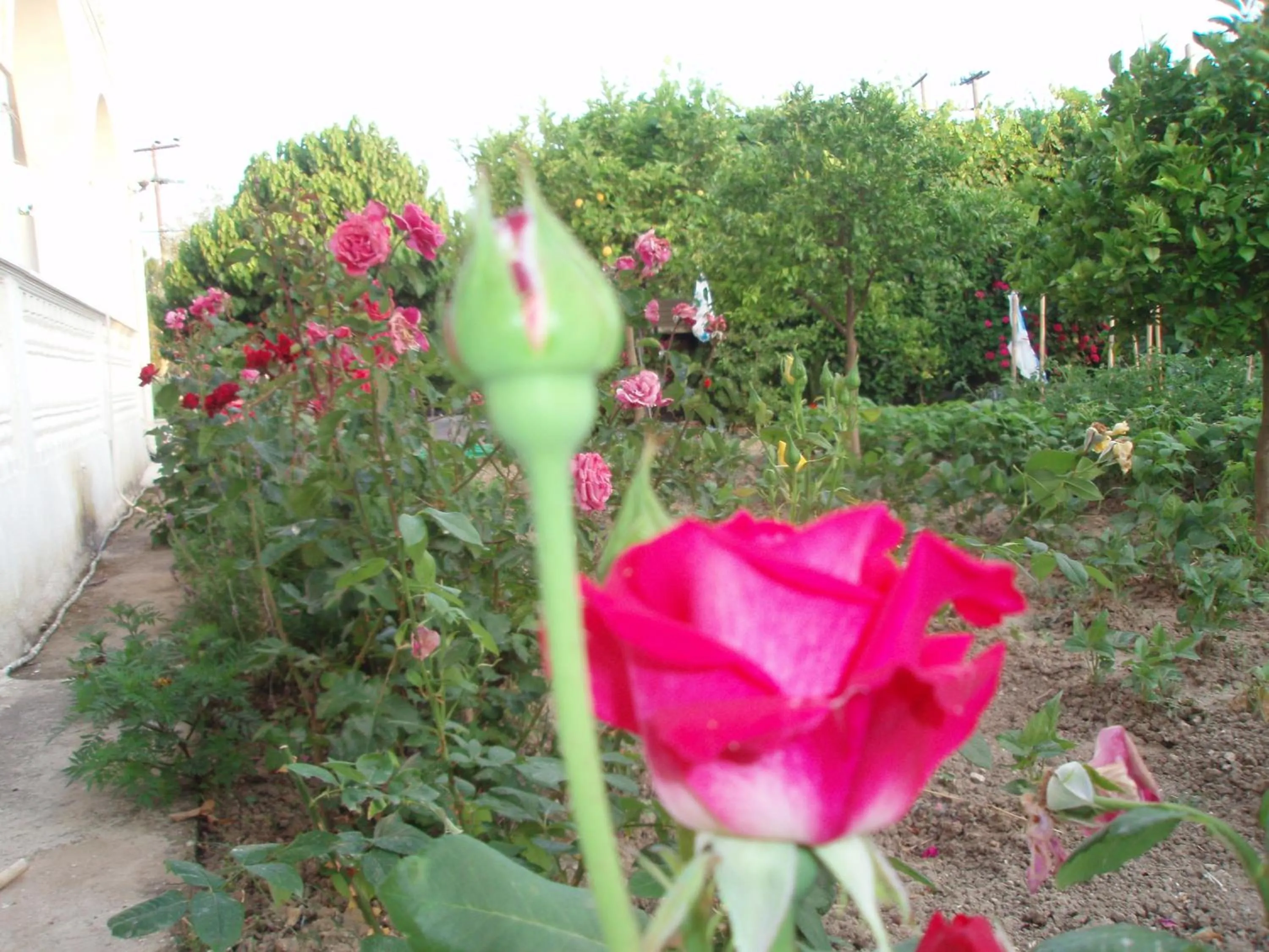 Spring in Studio Stars