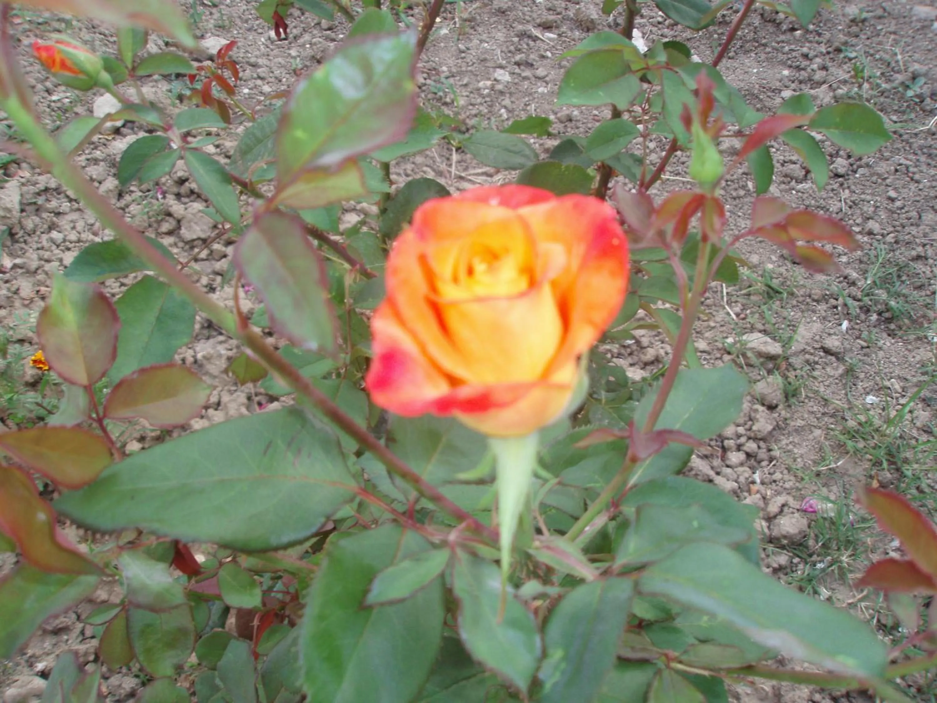 Other in Studio Stars