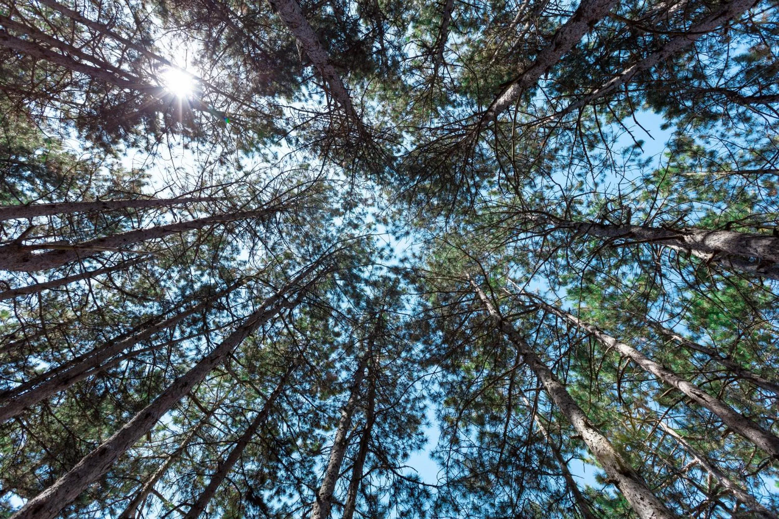 Natural landscape in Hotel Pela