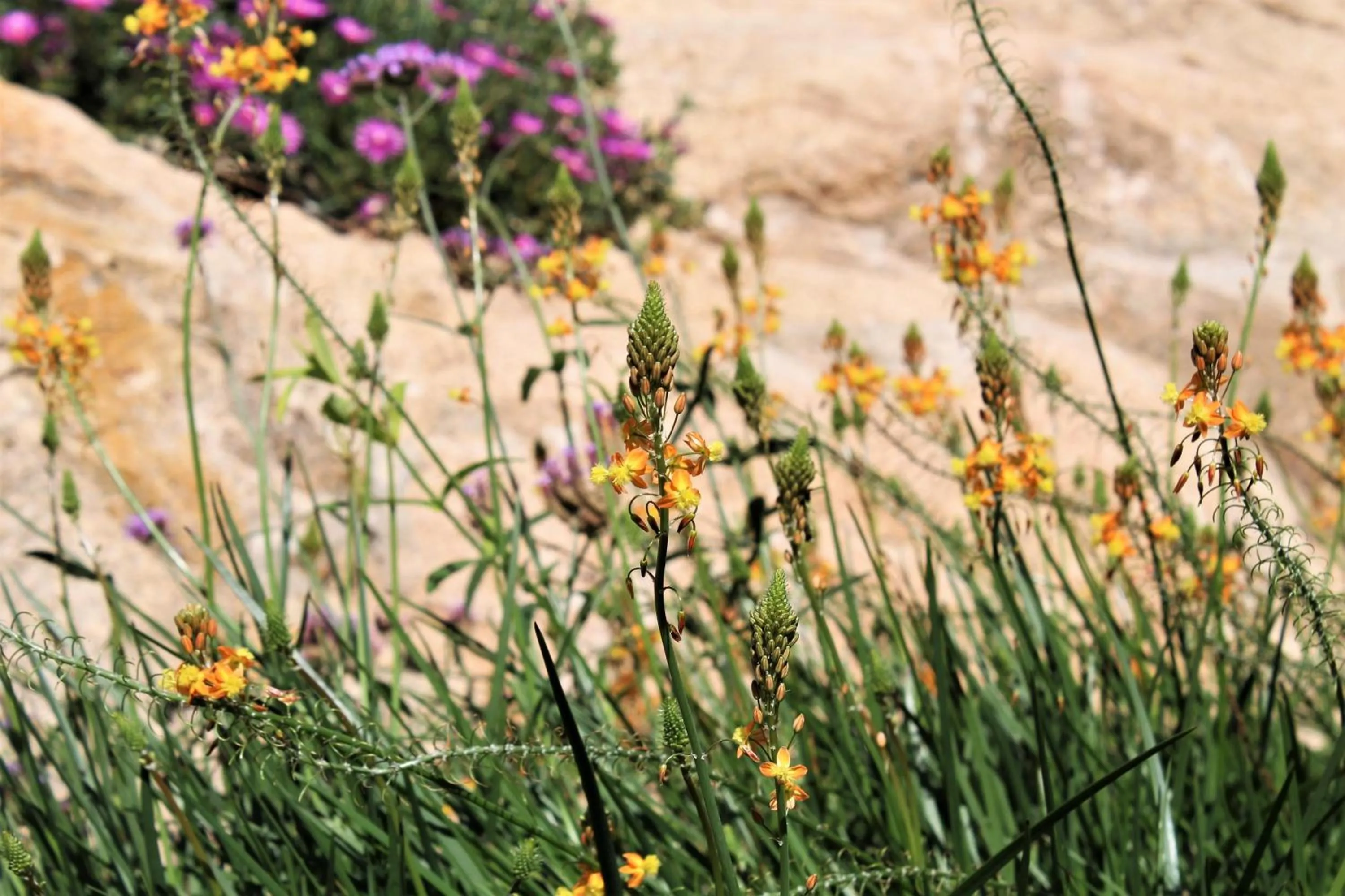 AHR Leonis Residence La Maddalena