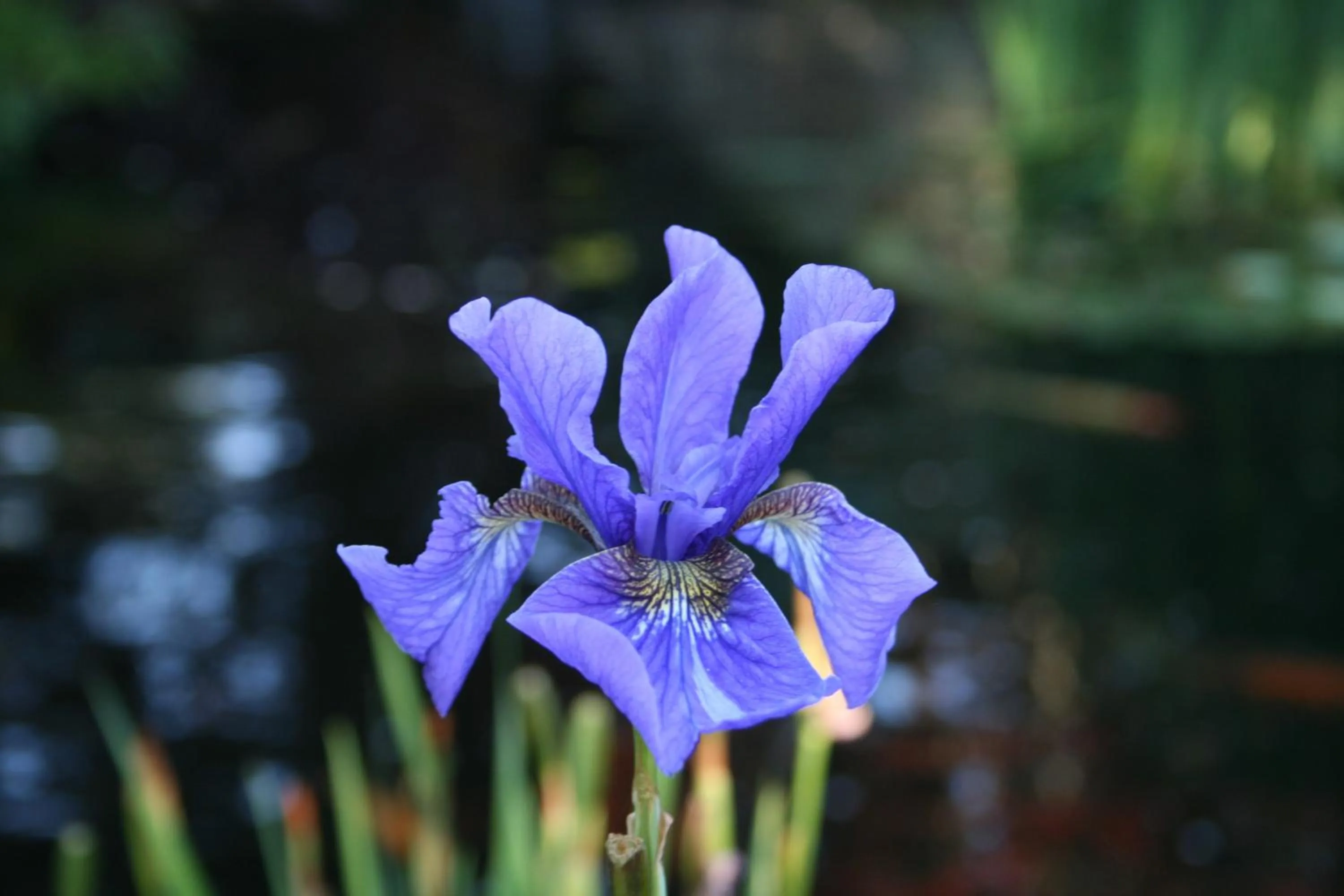 Garden in Pleasant Bay Village Resort