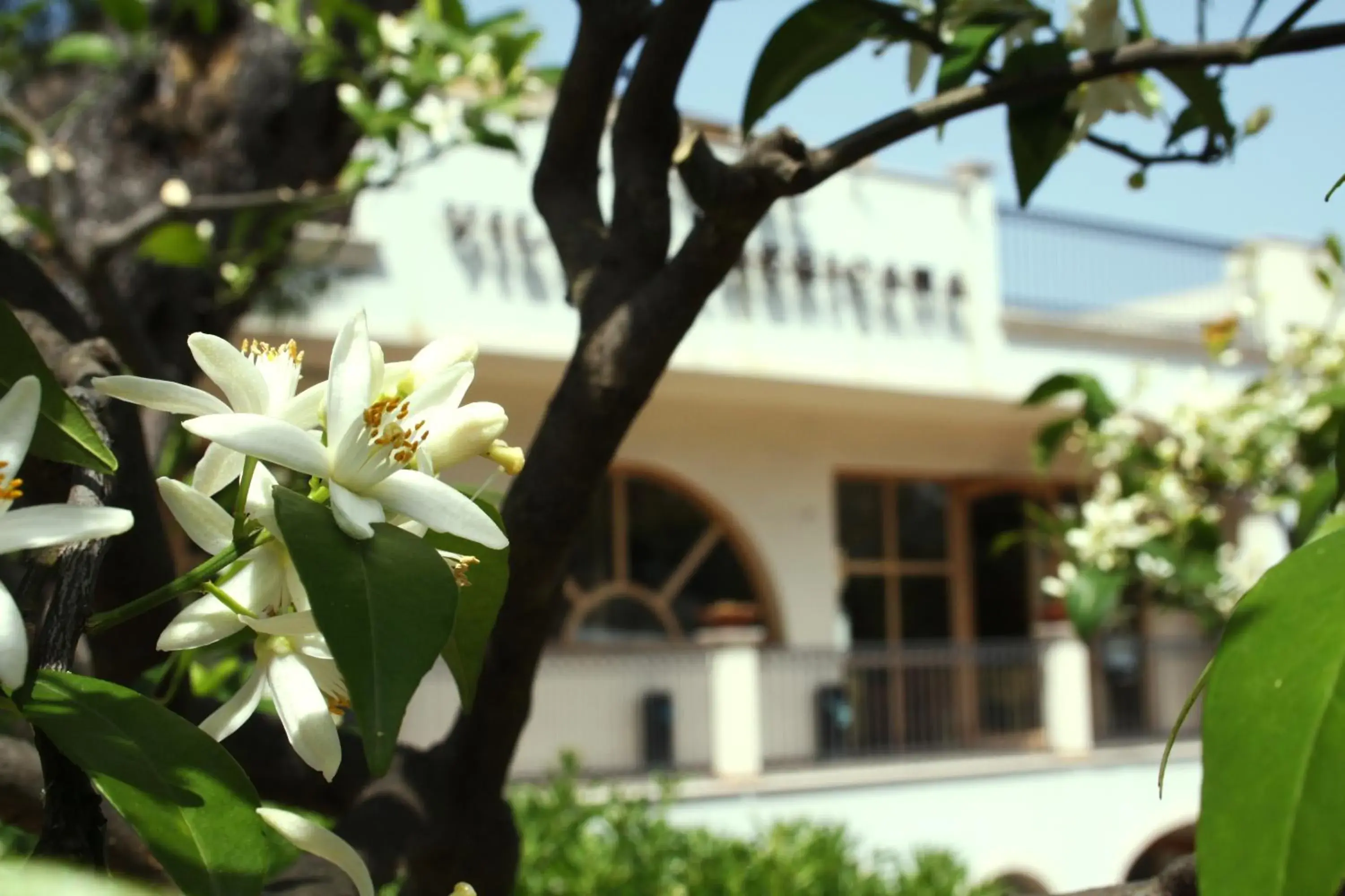 Facade/entrance in Park Hotel Villa Americana Facade/entrance in Park Hotel Villa Americana