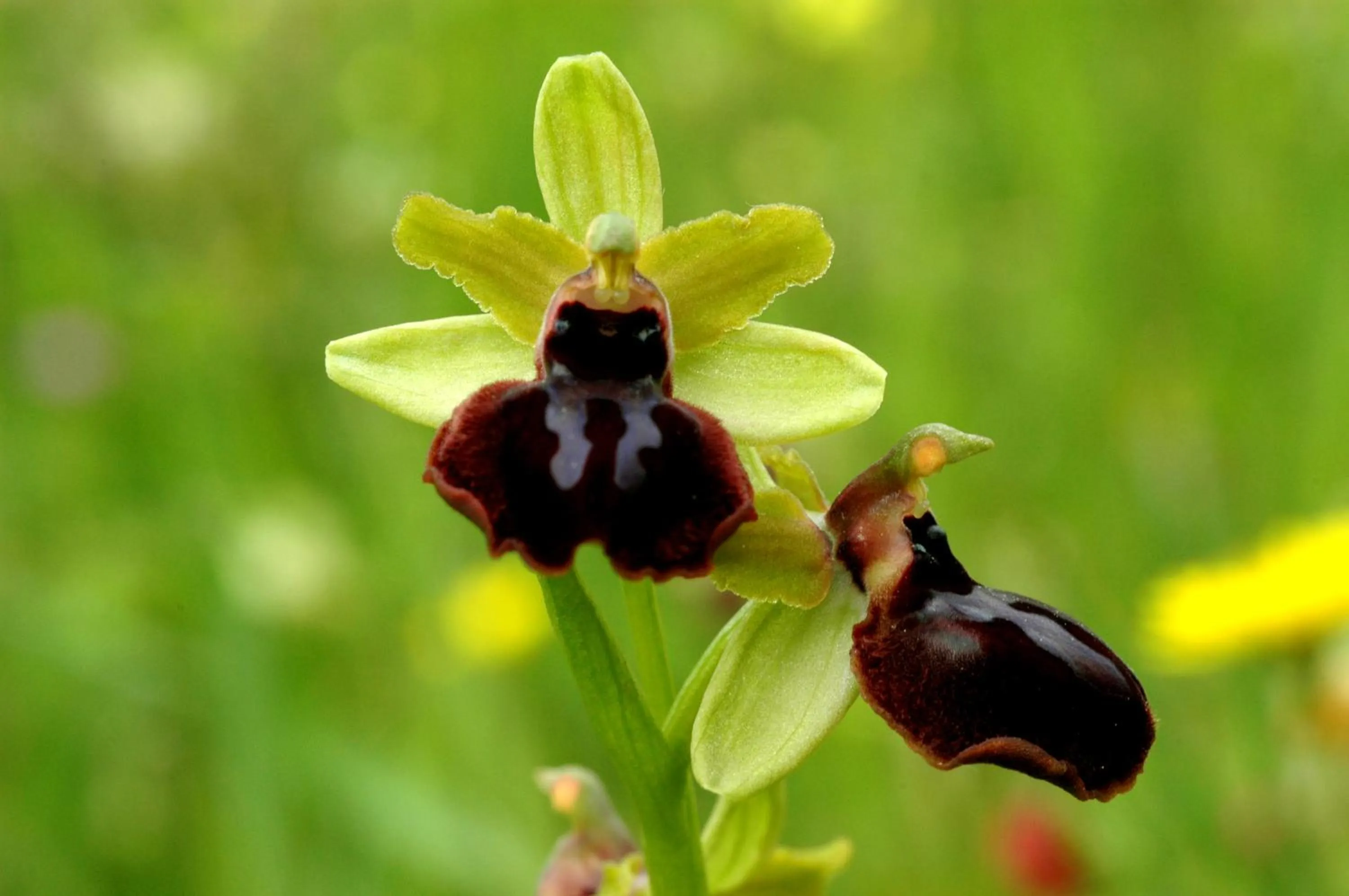 Hiking in Park Hotel Villa Americana