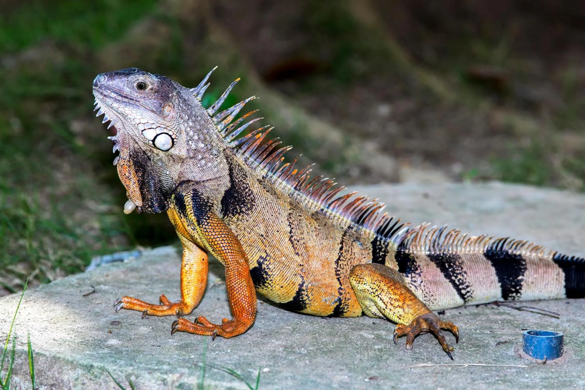 Other in Estelar Playa Manzanillo - All inclusive