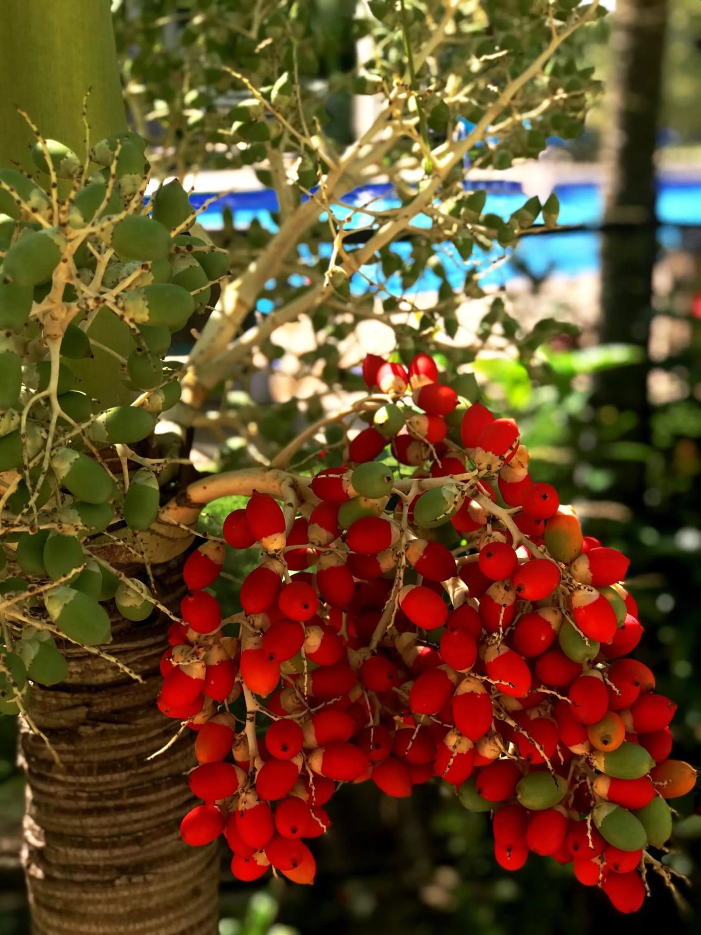 Garden in Estelar Playa Manzanillo - All inclusive