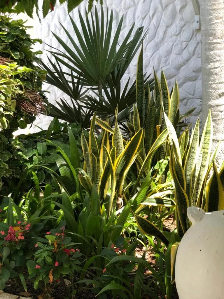 Garden in Le Castel Blanc Hotel Boutique