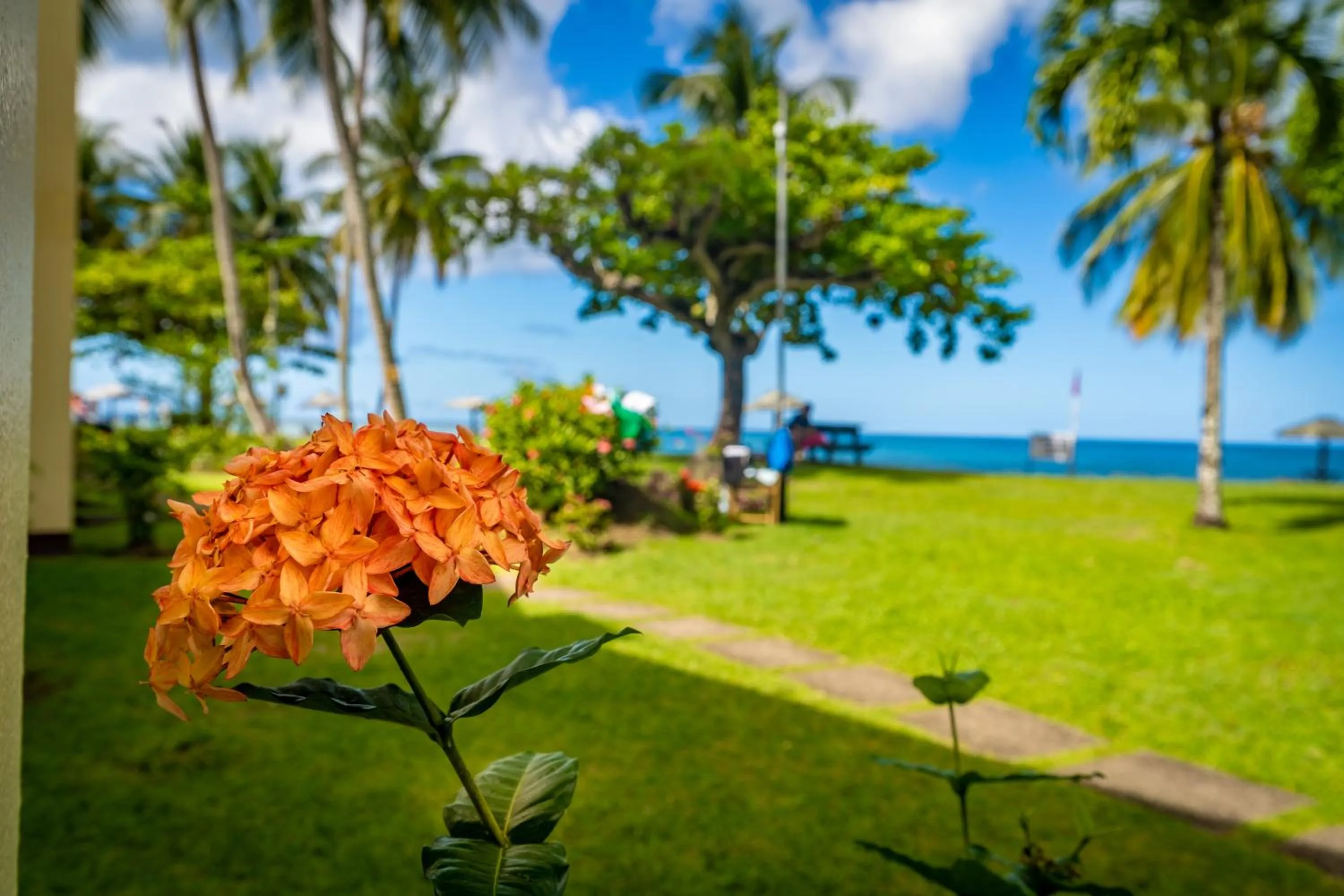Garden view in Starfish Tobago