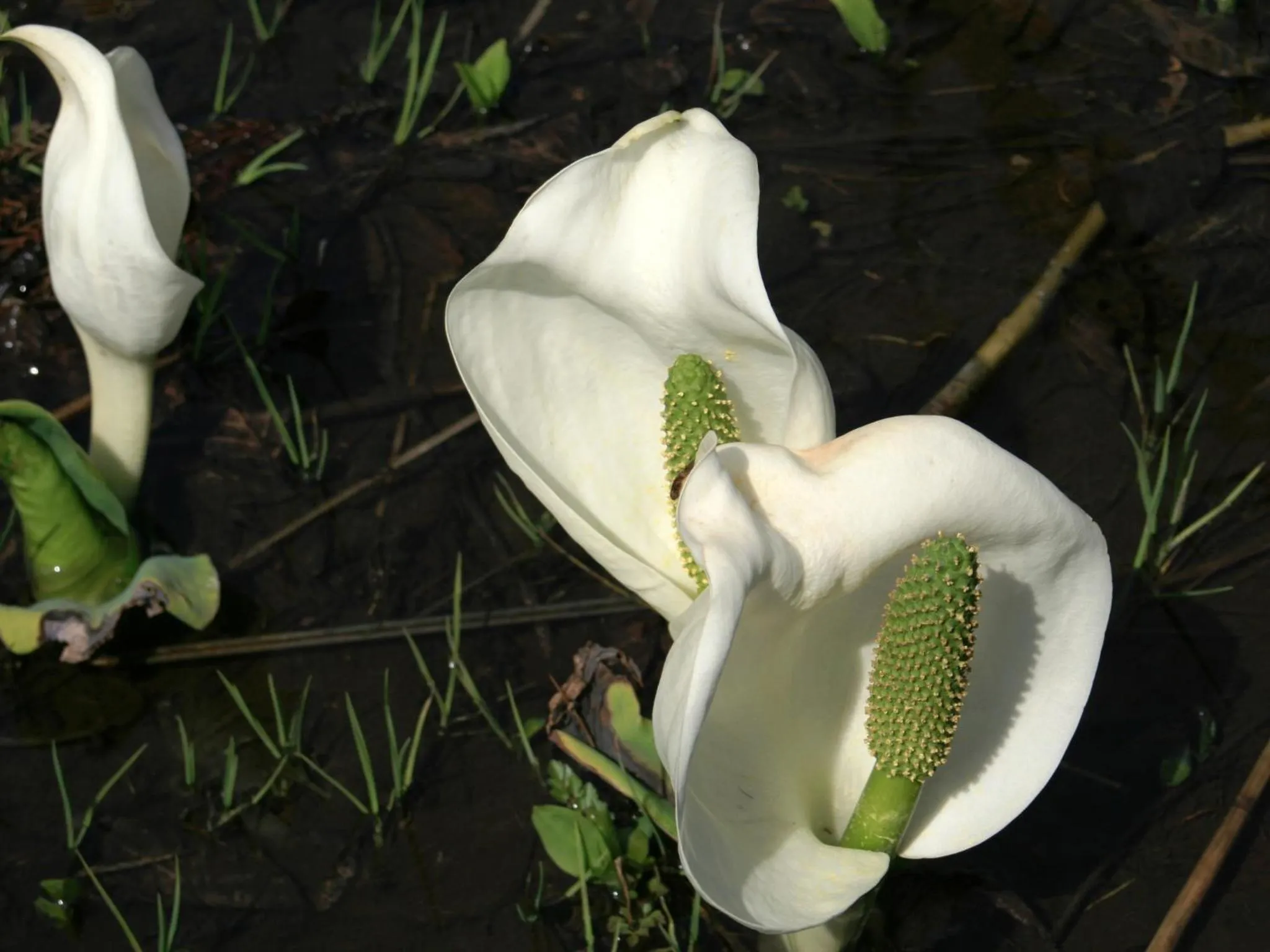 Off site in Hotel Abest Happo Aldea