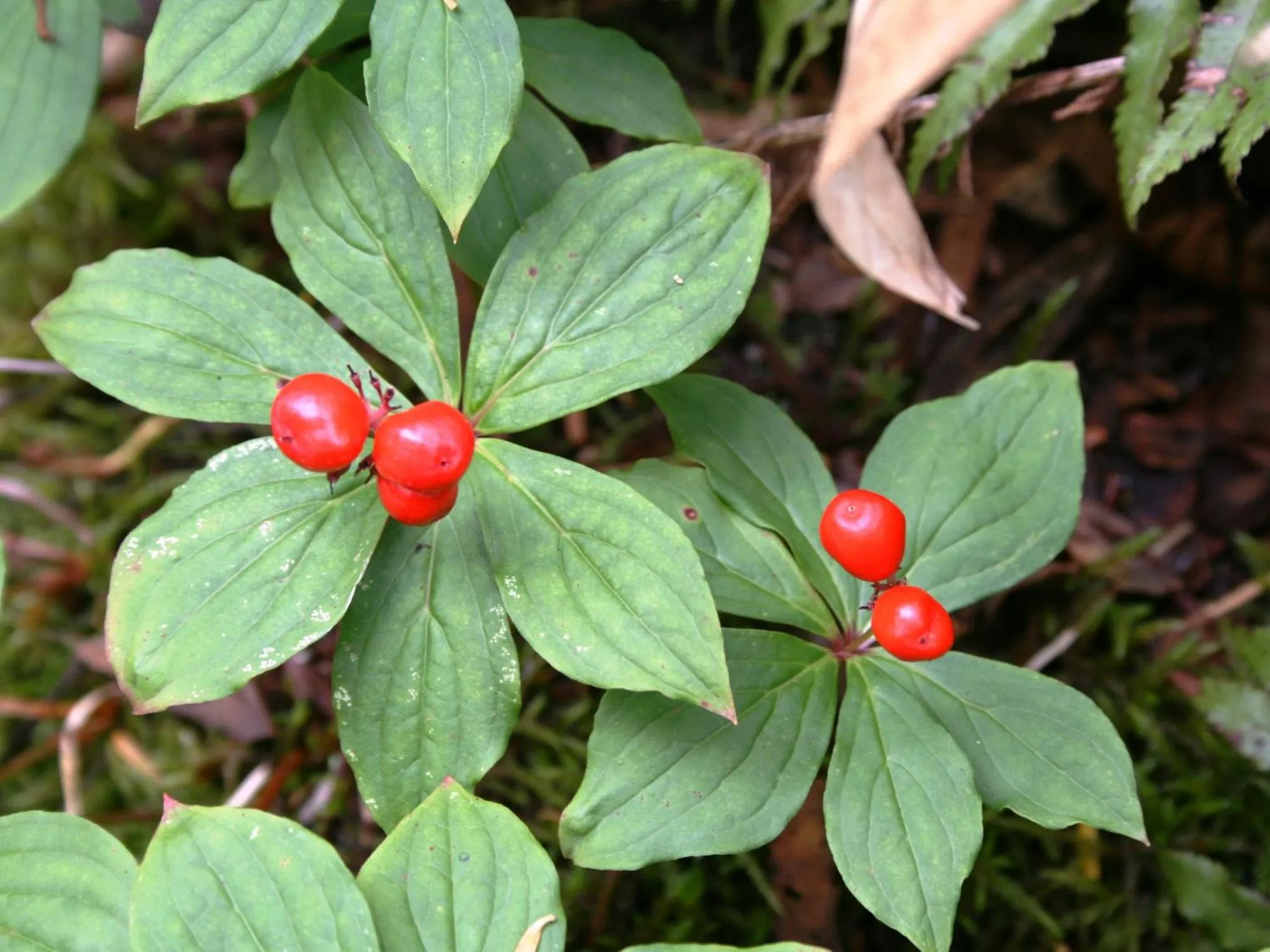 Off site in Hotel Abest Happo Aldea