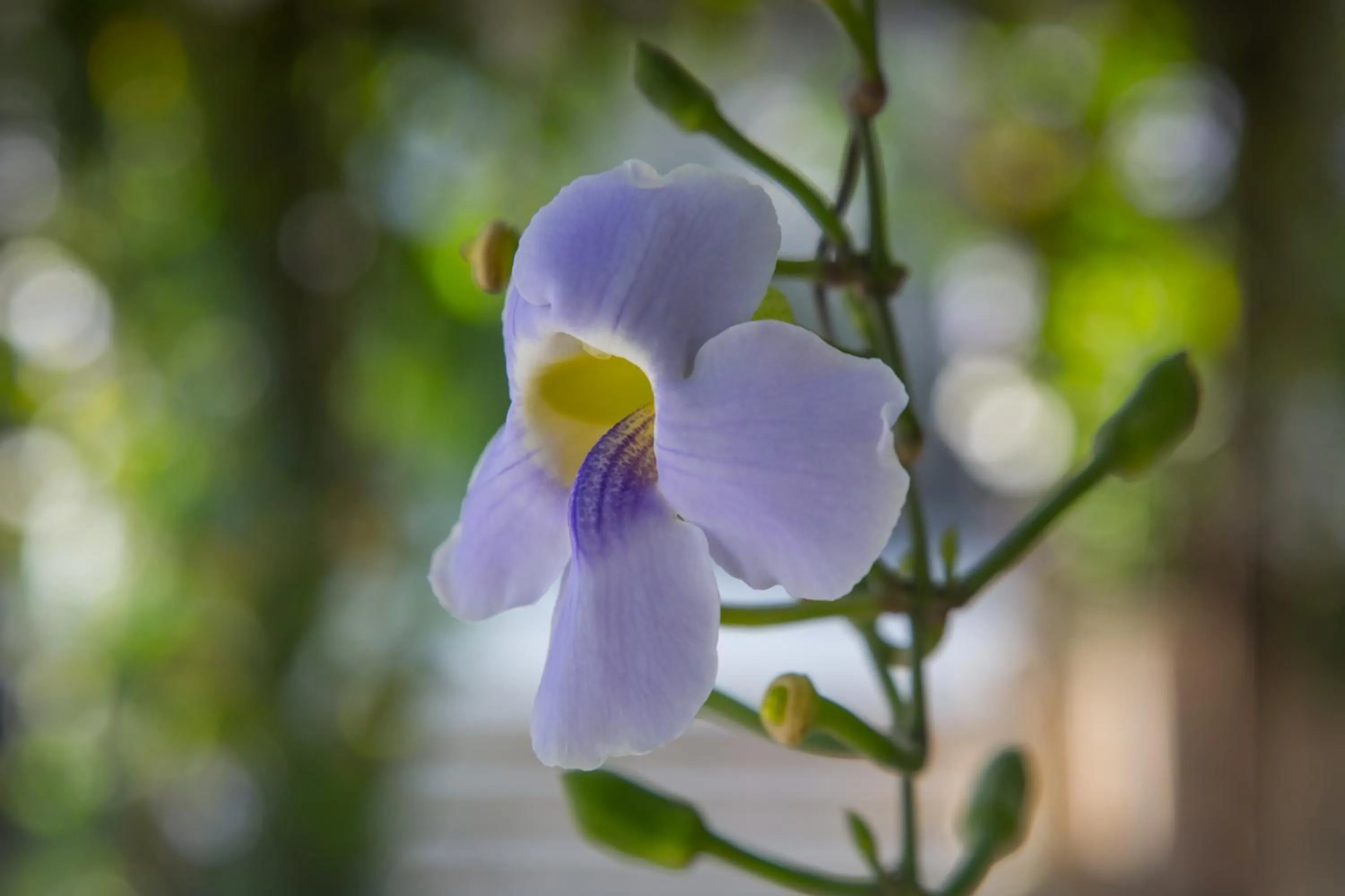 Garden view in Villa Air Bali Boutique Resort and Spa