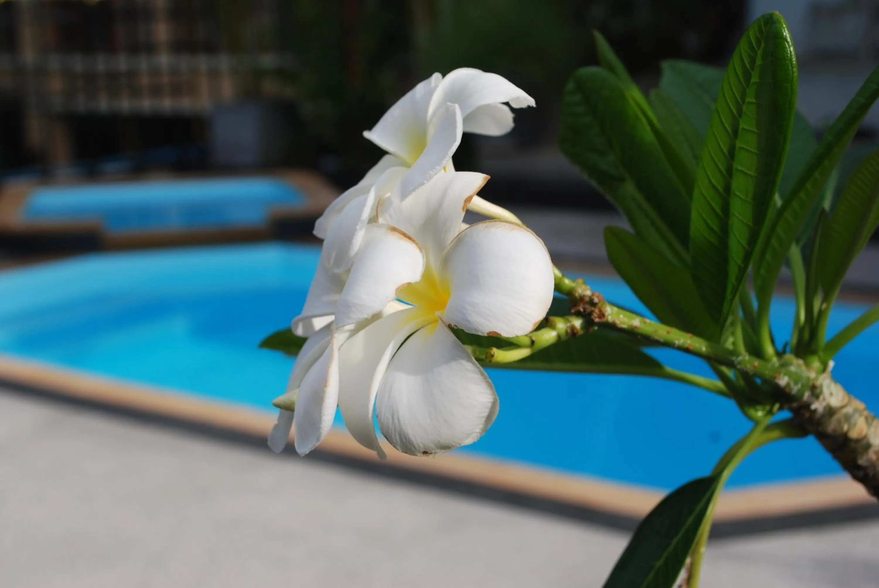 Swimming pool in Baan Andaman Sea Surf