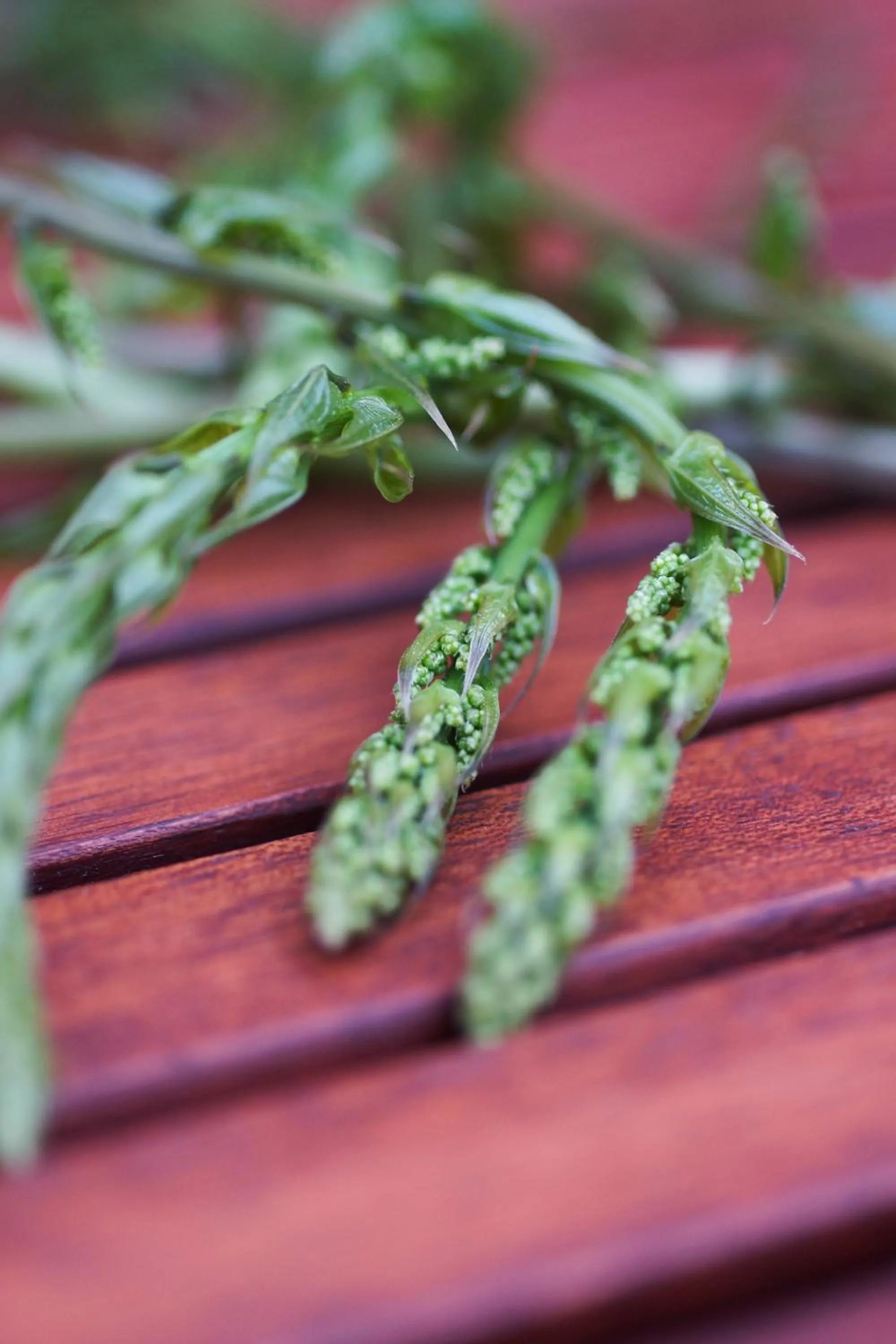 Other in Apartments and Rooms Degra