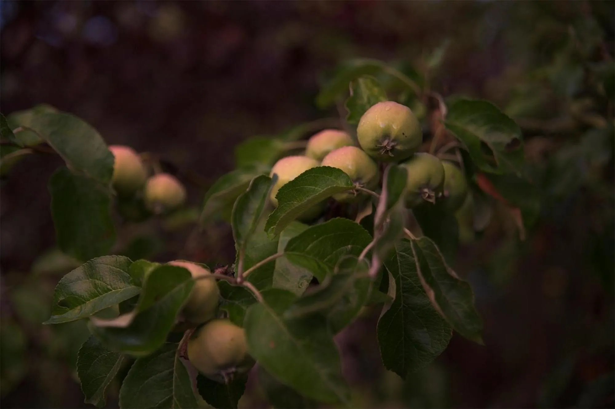 Natural landscape in Three Pheasants Boutique Bed and Breakfast