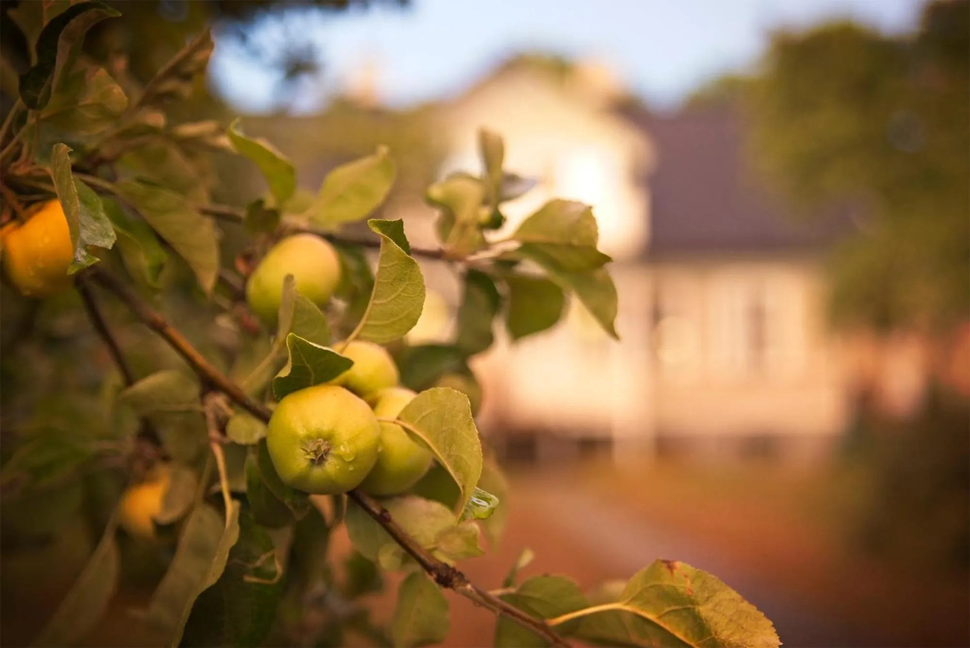 Garden in Three Pheasants Boutique Bed and Breakfast