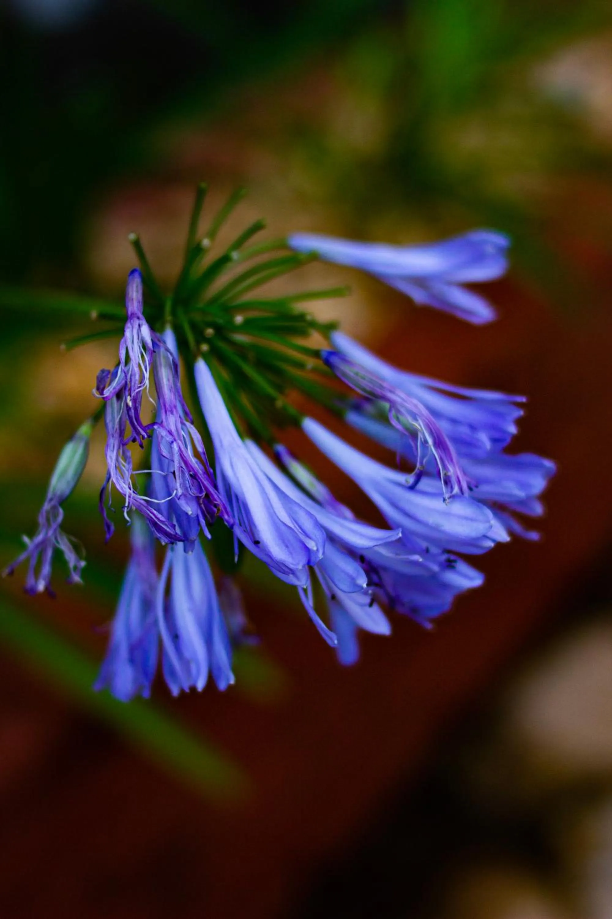 Garden view in Pousada Villa Real