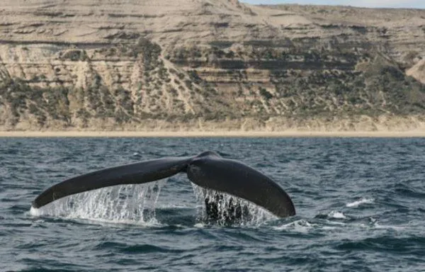 Area and facilities in Del Nomade Hosteria Ecologica