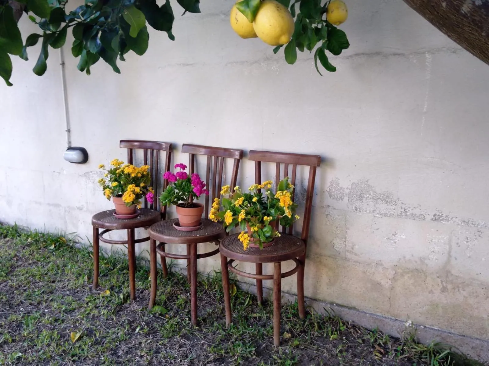 Garden in B&B Villa Sofia