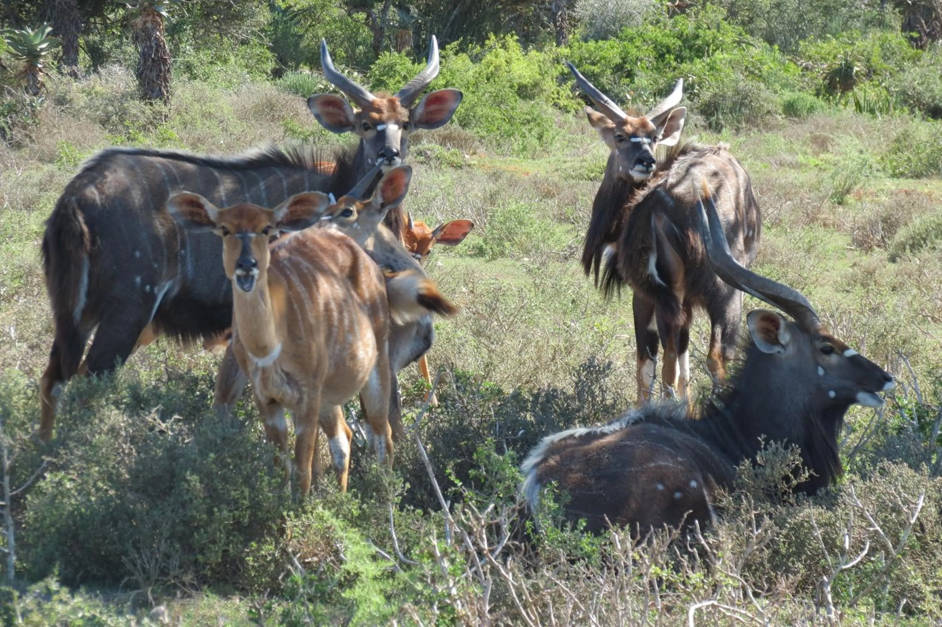Animals in Kudu Ridge Game Lodge