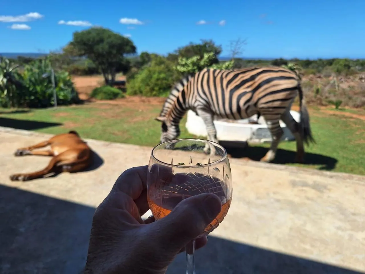Animals in Kudu Ridge Game Lodge