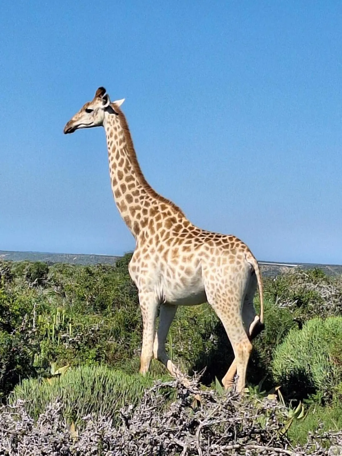 Animals in Kudu Ridge Game Lodge