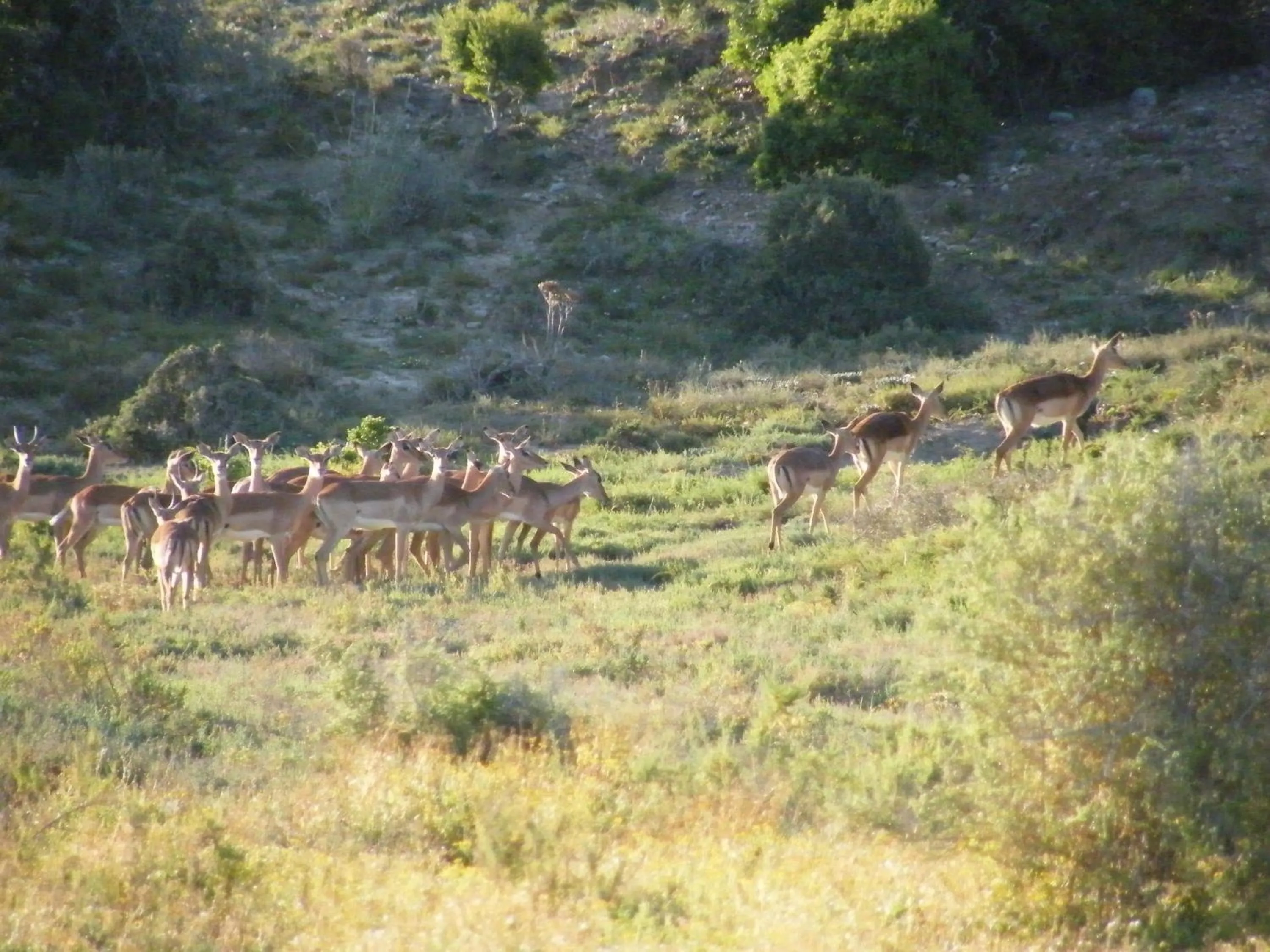 Animals in Kudu Ridge Game Lodge