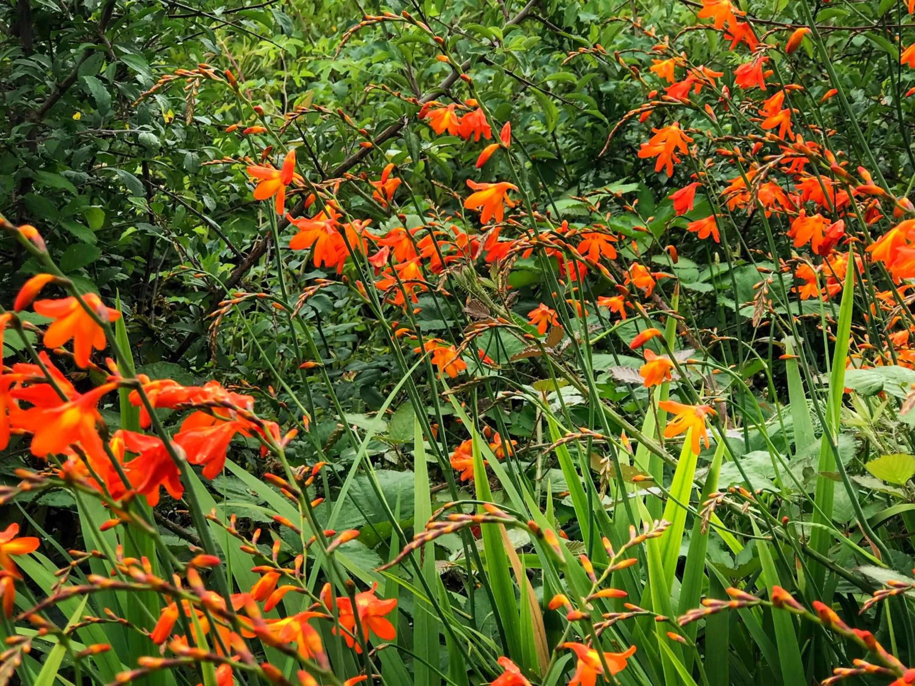 Natural landscape in Niblick