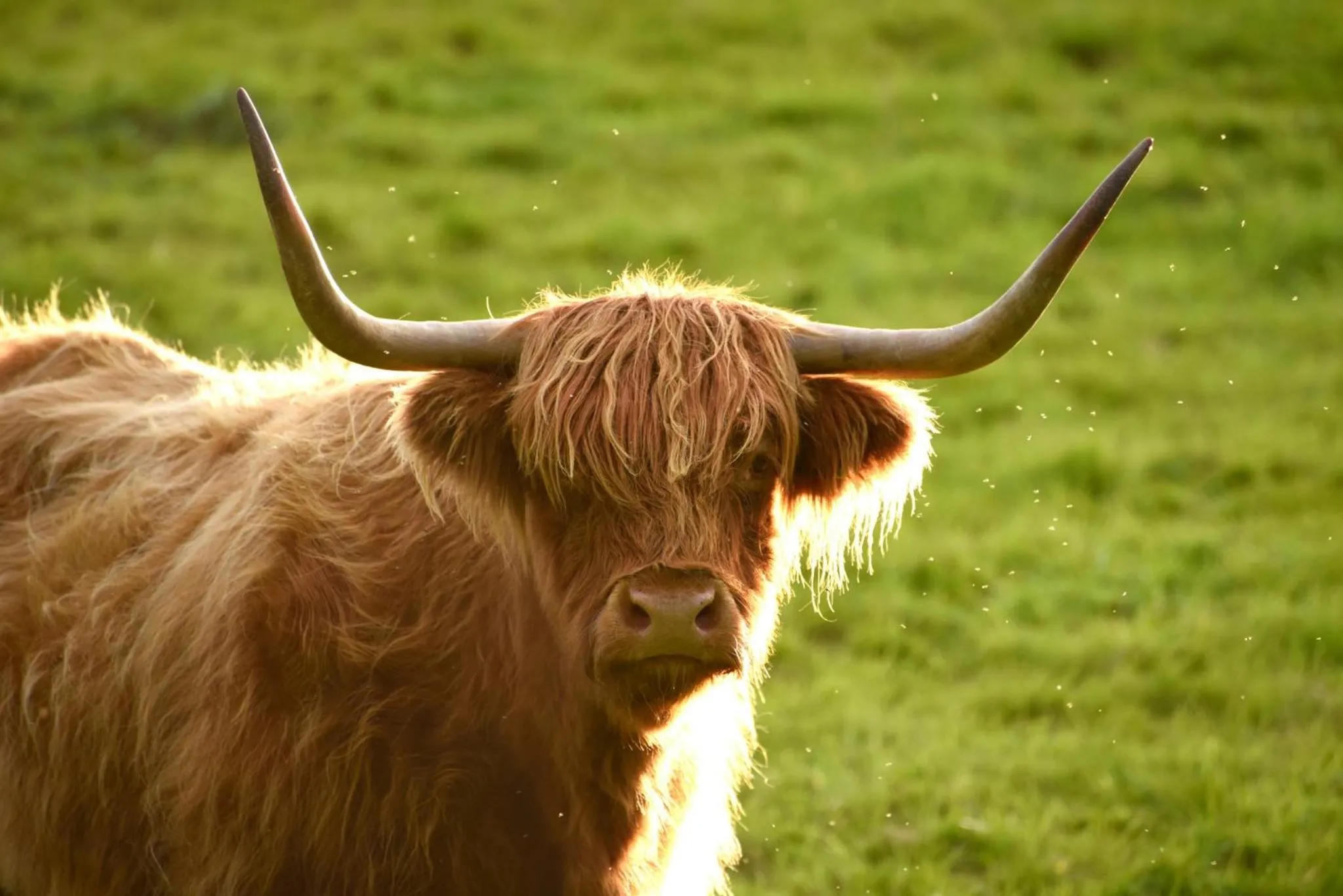 Animals in Cringletie House