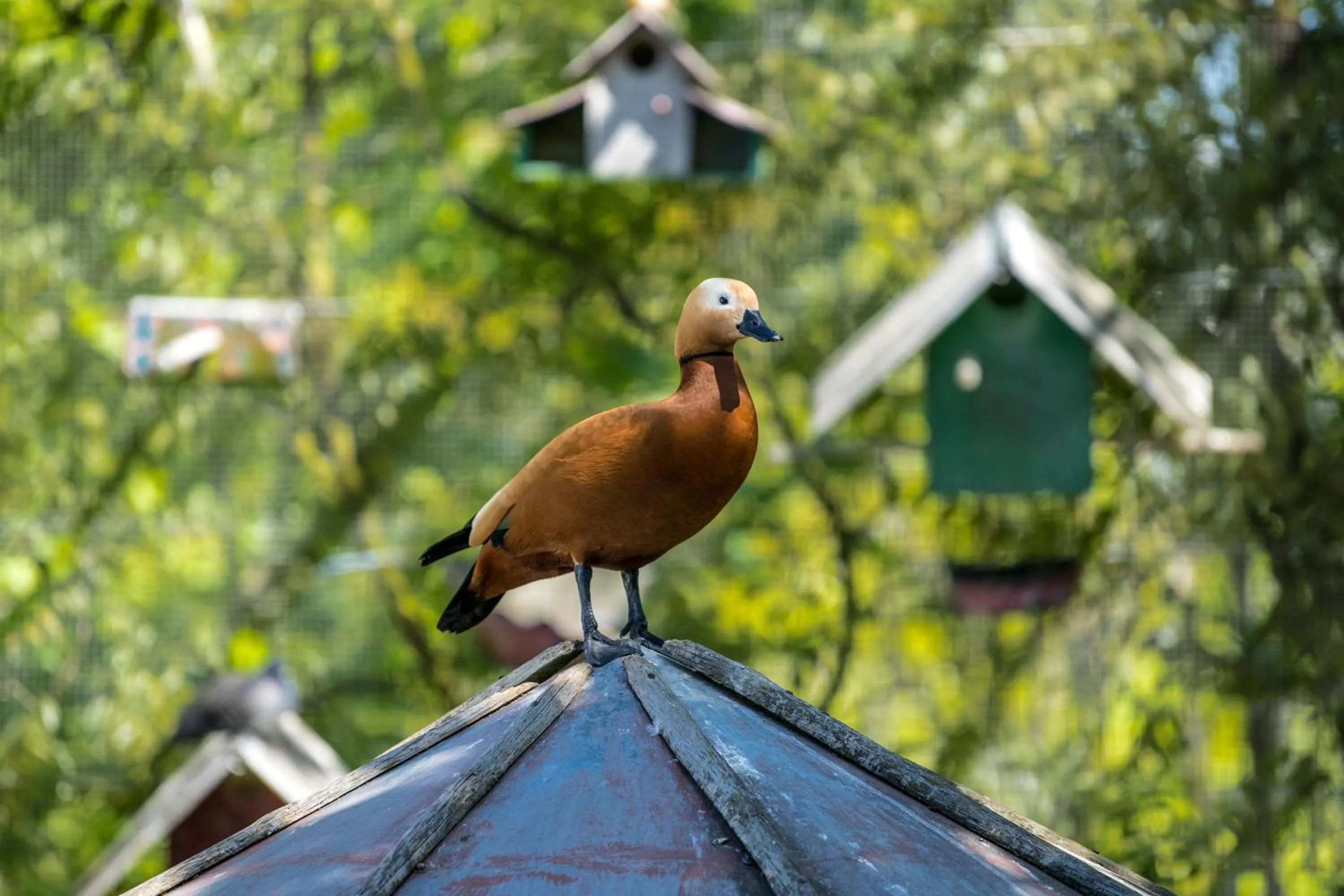 Pets in Casa da Costa Grande