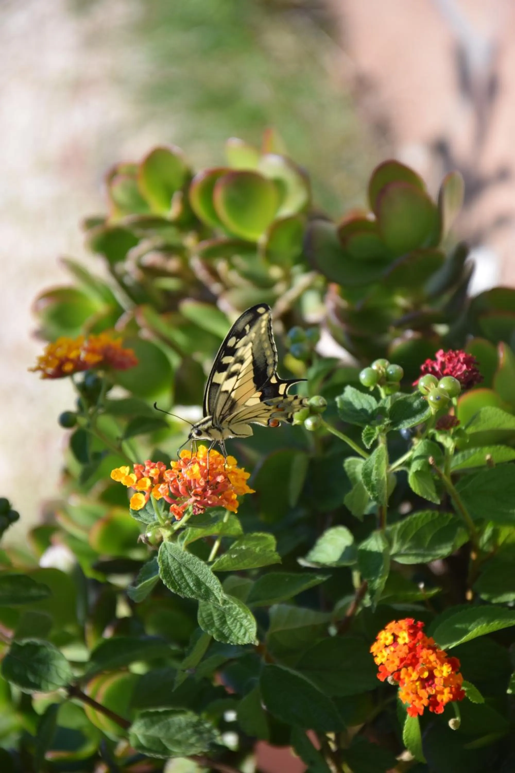 Garden in Al Chiaro di Luna