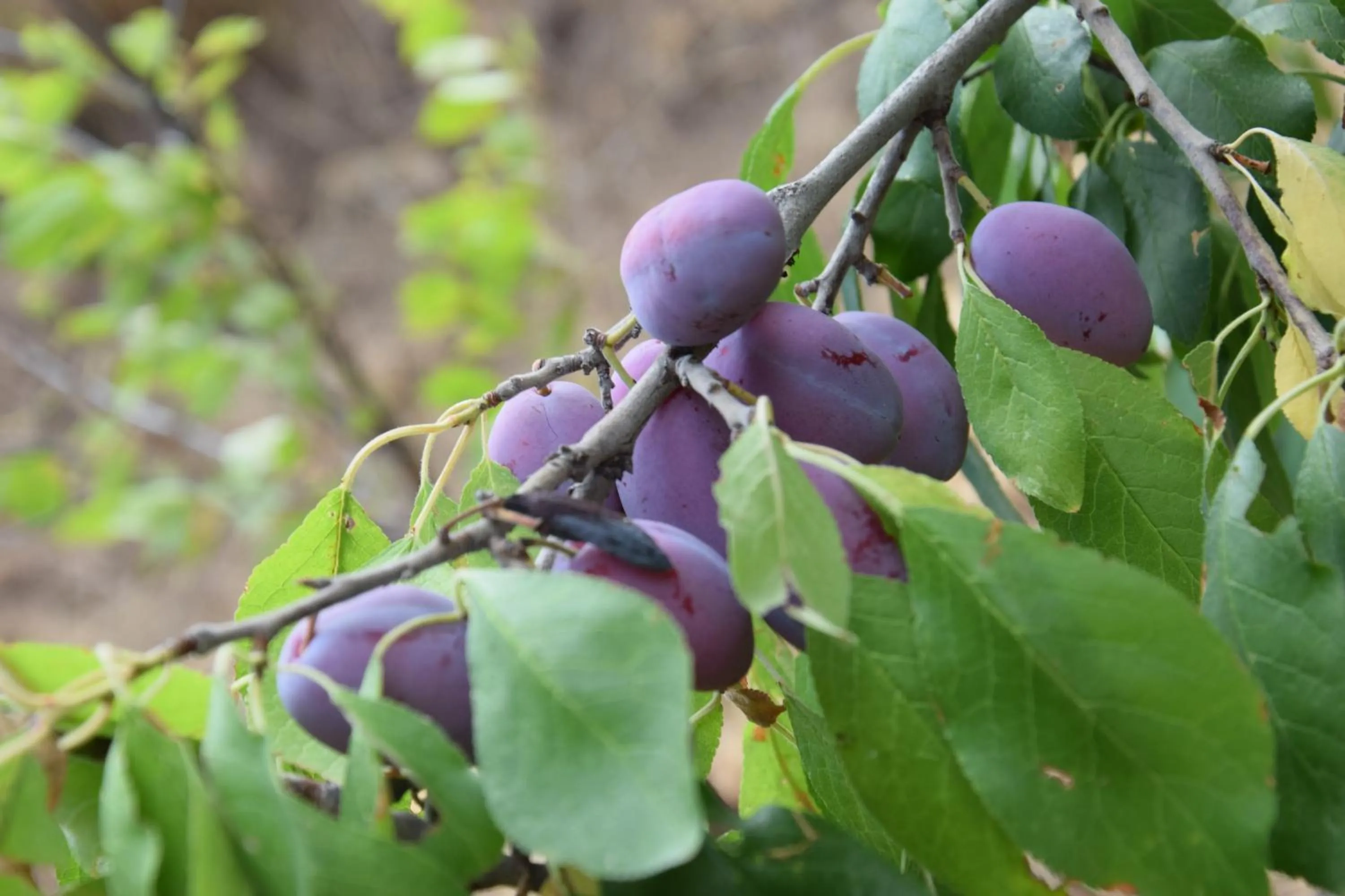 Garden in Al Chiaro di Luna