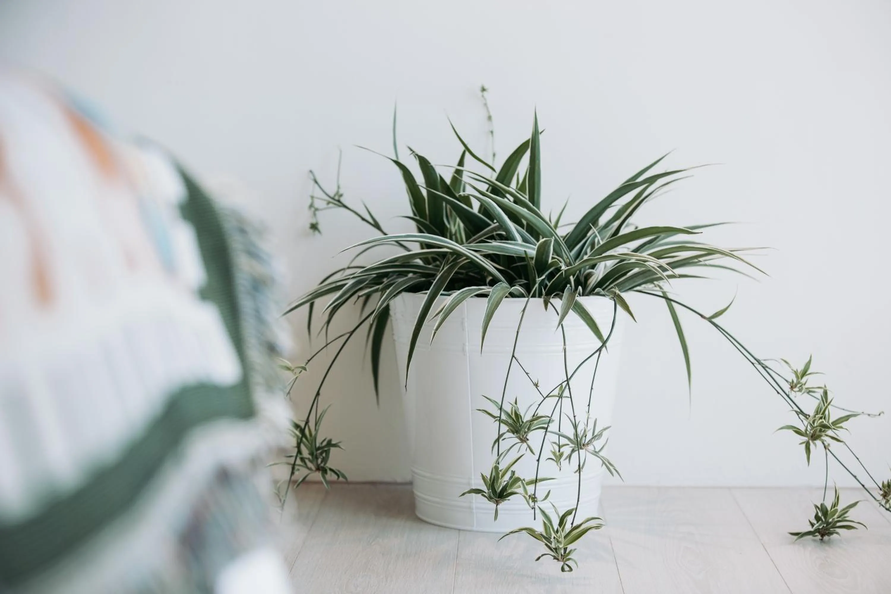 Decorative detail, Bed in Chuanfanrock Haku Beach Days Inn