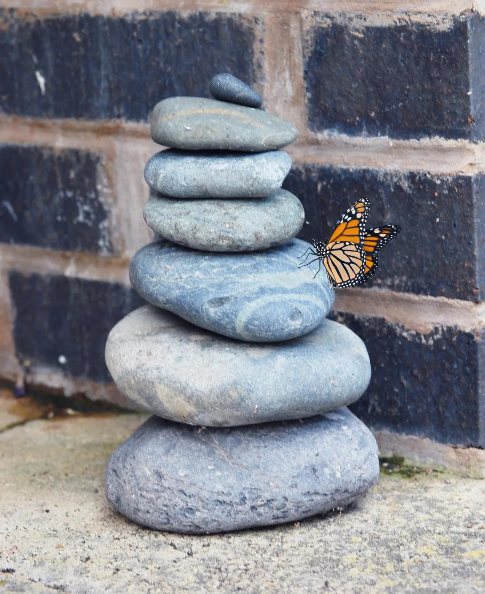 Garden in Marlborough House - Guest House