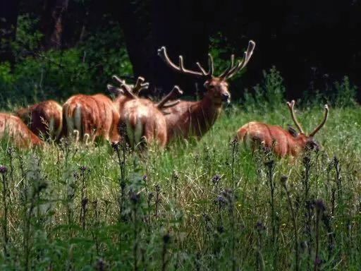 Natural landscape in B&B de Rekkendonken