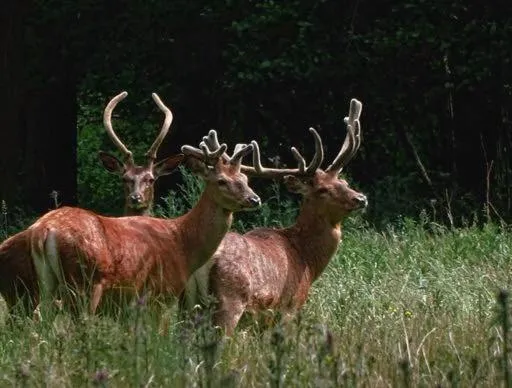 Natural landscape in B&B de Rekkendonken
