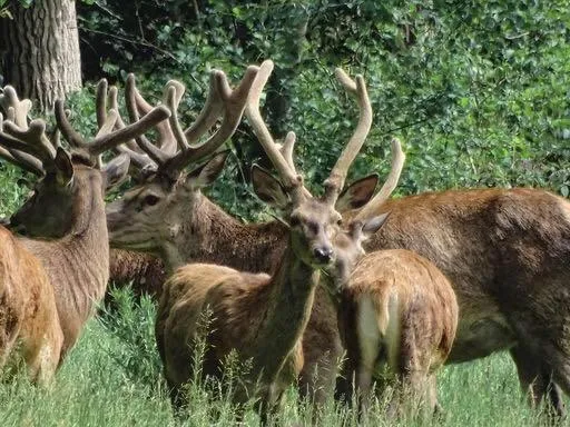 Natural landscape in B&B de Rekkendonken