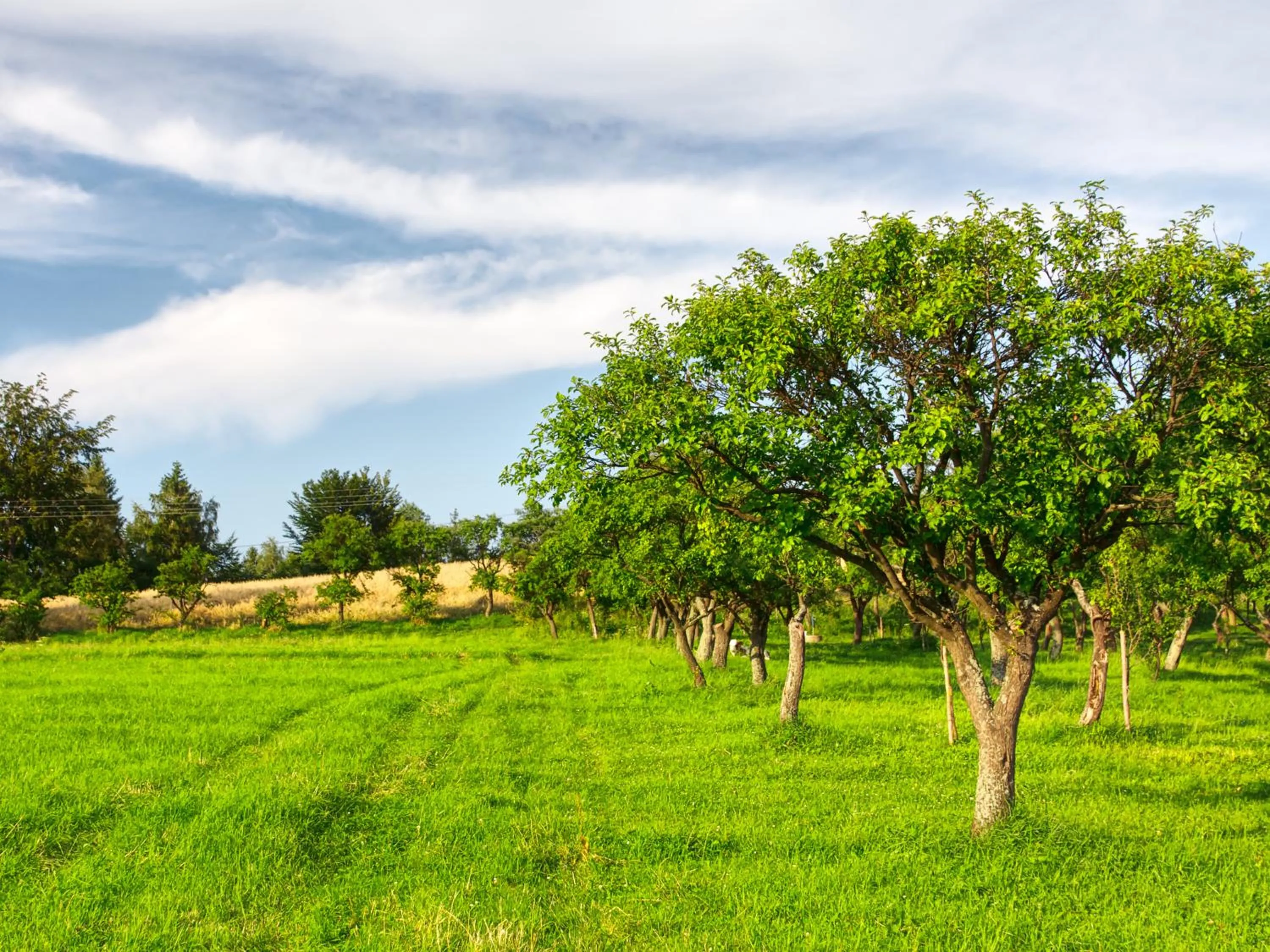 Natural landscape in The Cottages at Crouchers Orchards