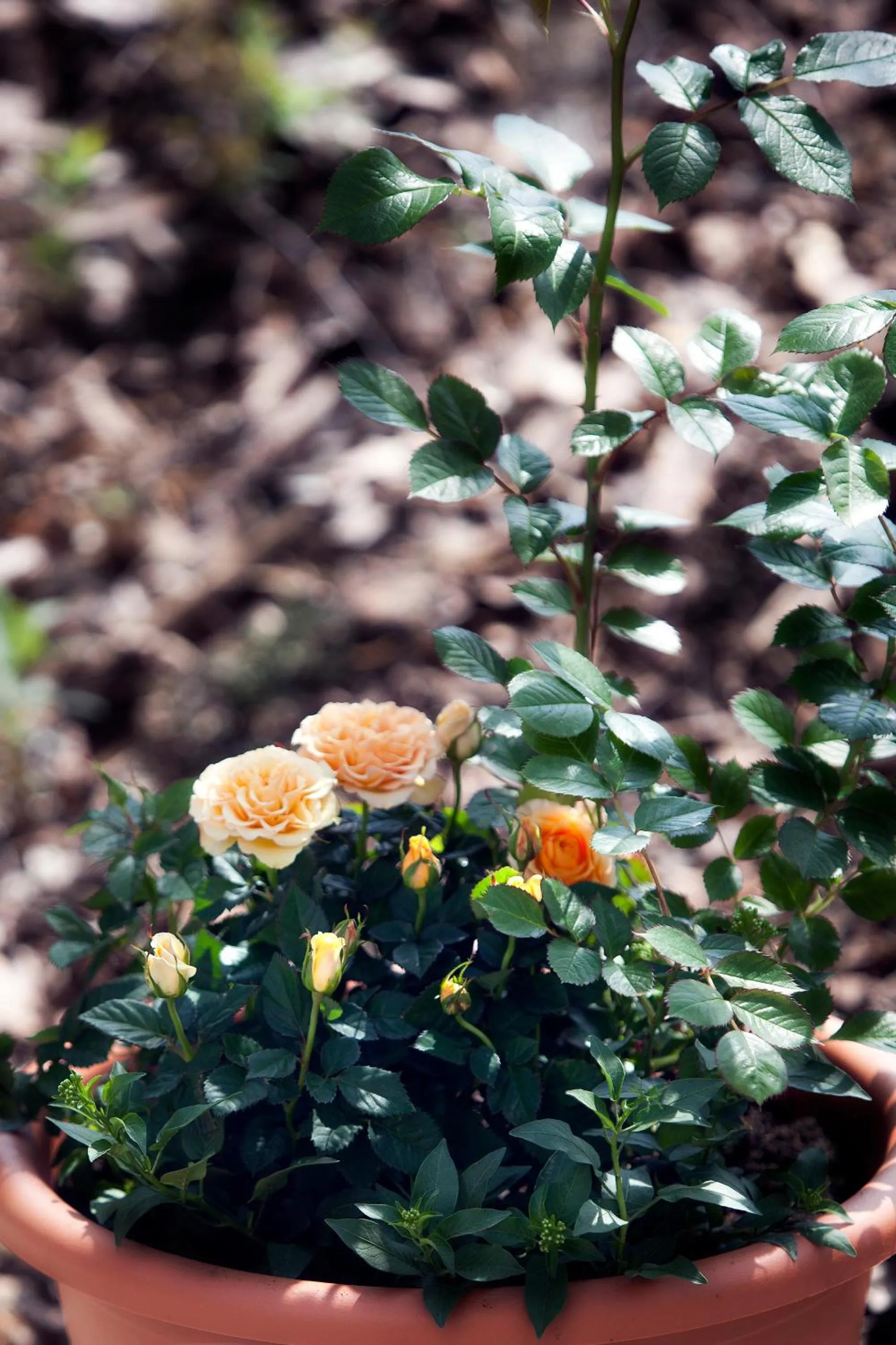 Garden in Hotel Restaurant Anna