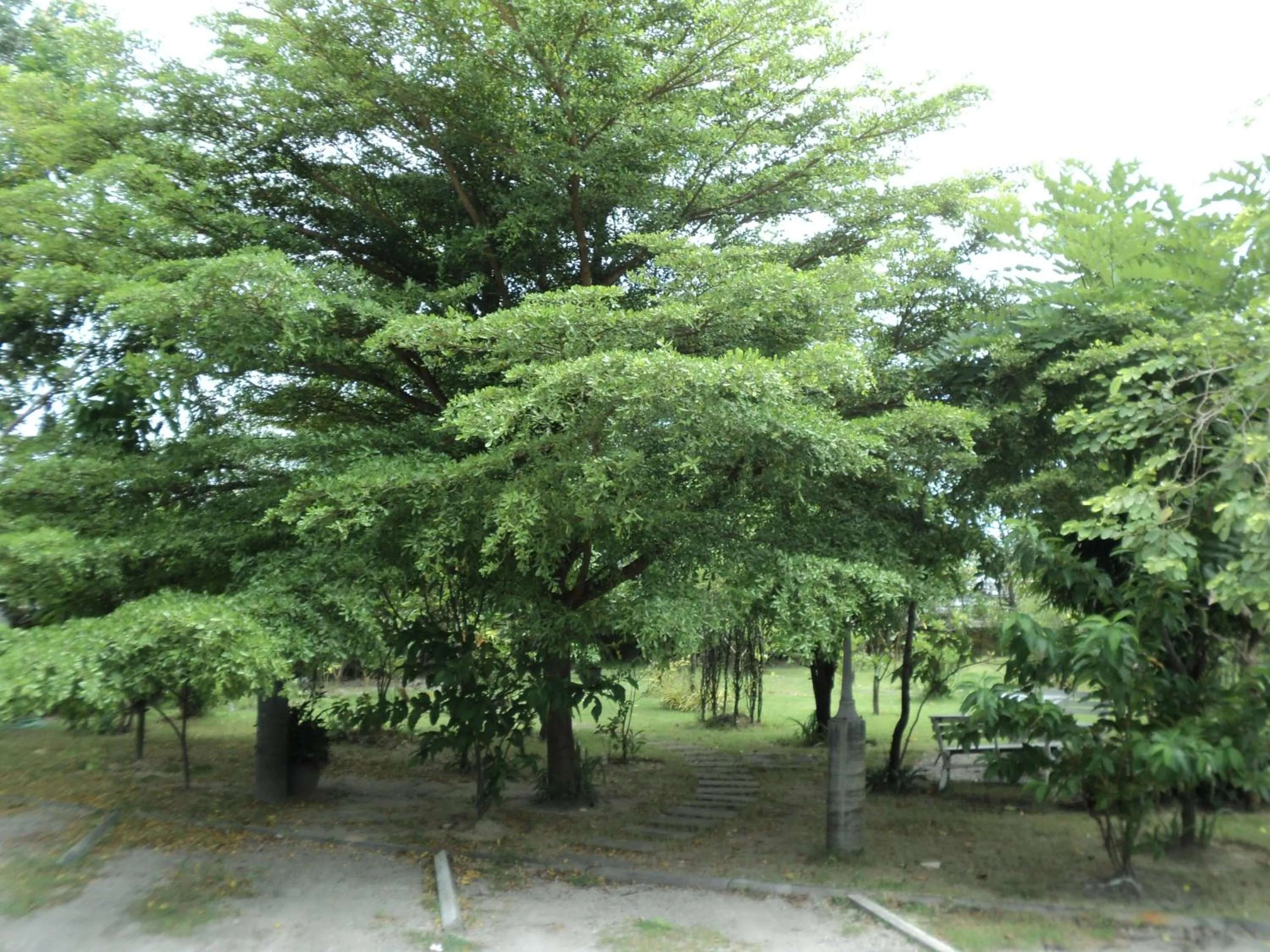 Garden in Chomdao Hotel