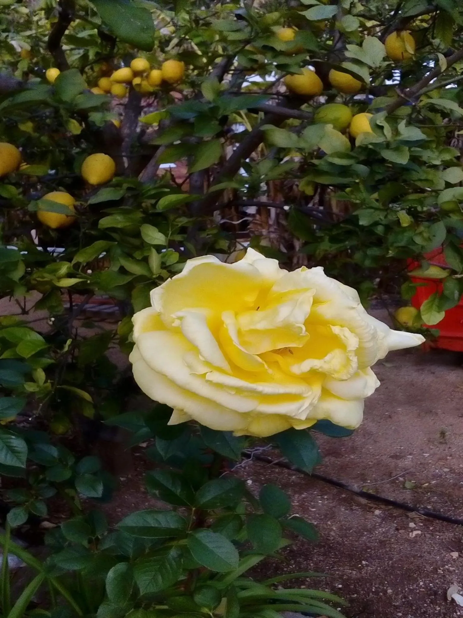 Garden in Apartamentos Flor da Laranja, Albufeira by AlgarveBlossom
