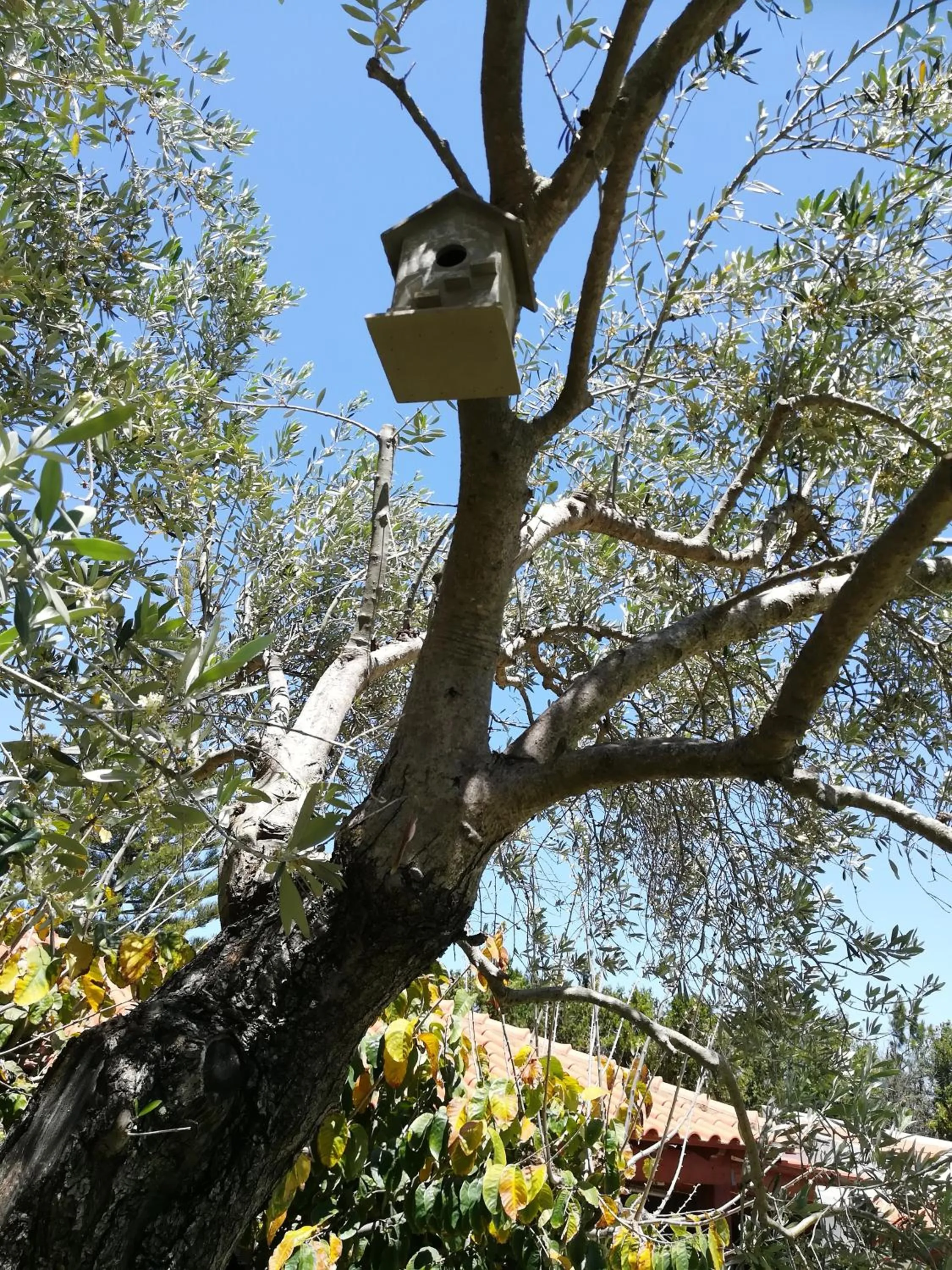 Garden in Apartamentos Flor da Laranja, Albufeira by AlgarveBlossom