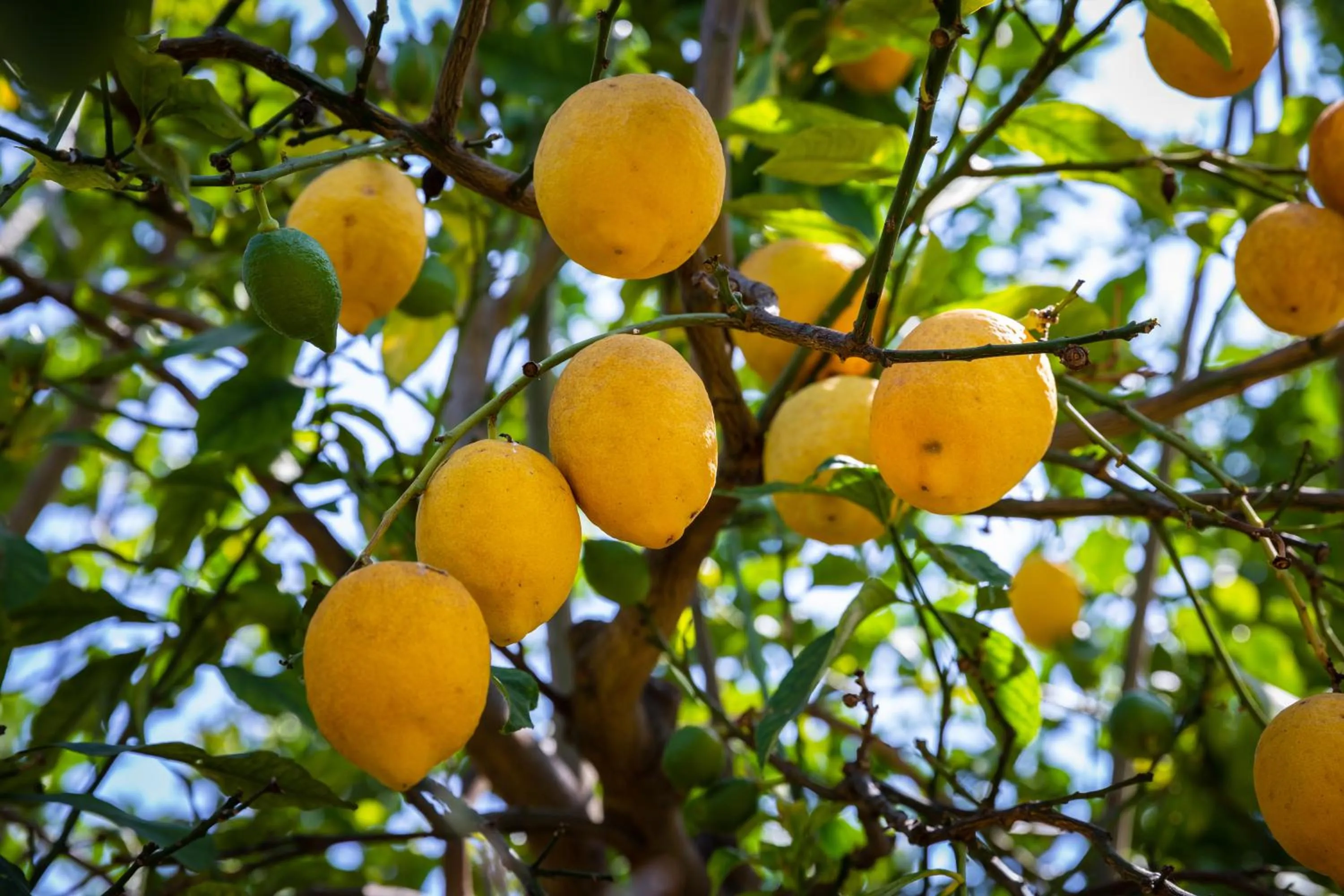 Garden in Apartamentos Flor da Laranja, Albufeira by AlgarveBlossom