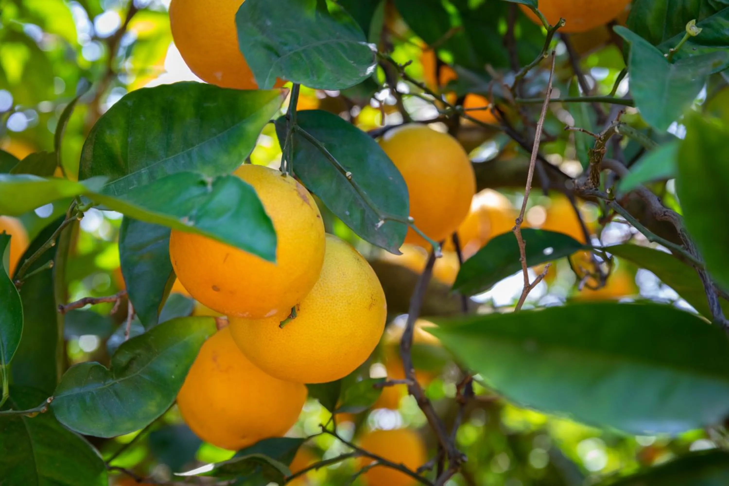 Garden in Apartamentos Flor da Laranja, Albufeira by AlgarveBlossom