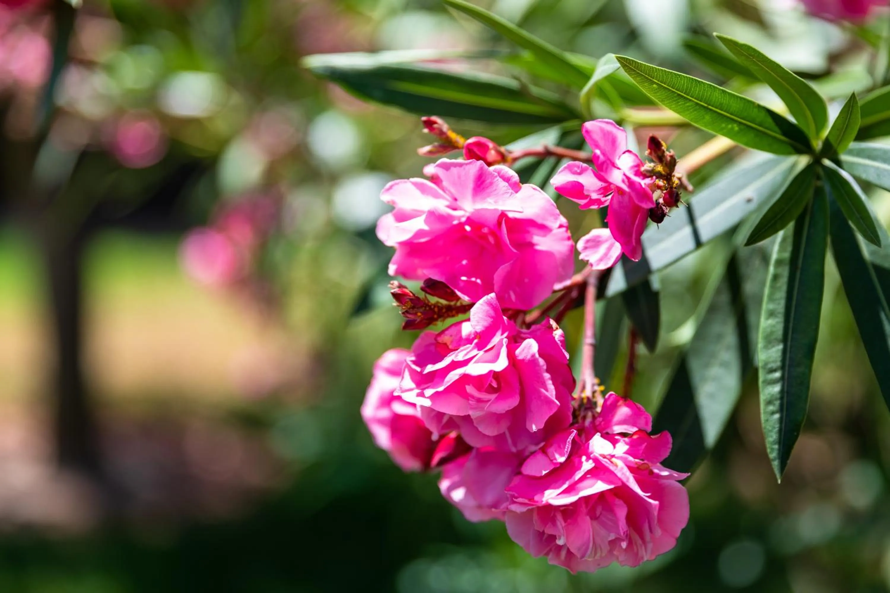 Garden in Apartamentos Monte dos Avós, Albufeira by AlgarveBlossom