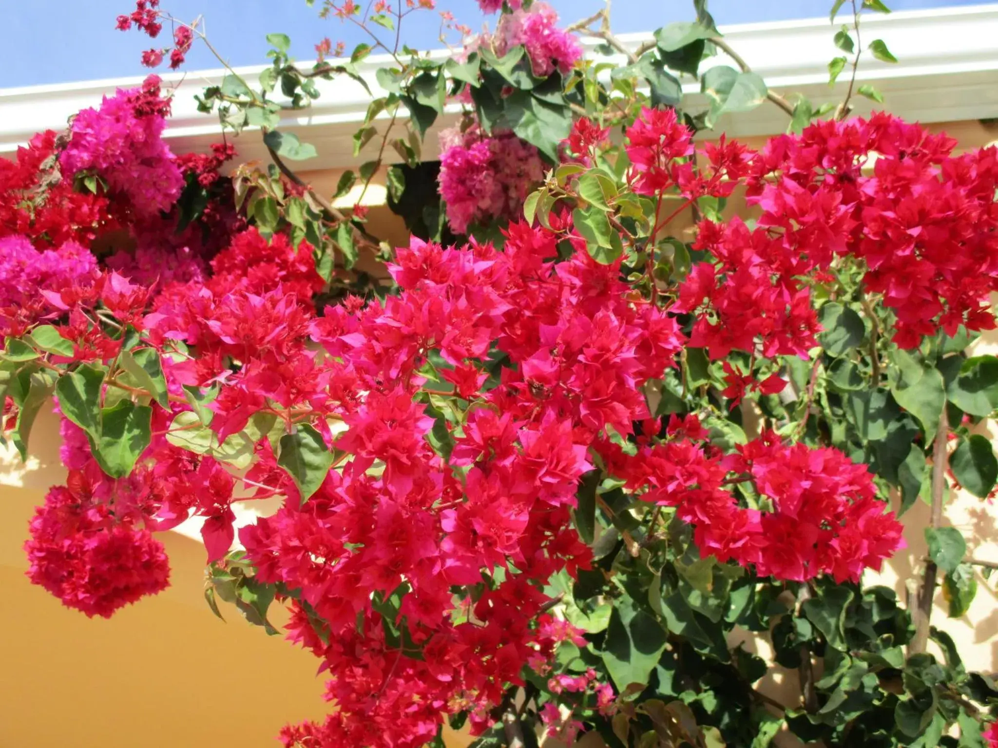 Garden in Apartamentos Monte dos Avós, Albufeira by AlgarveBlossom Garden in Apartamentos Monte dos Avós, Albufeira by AlgarveBlossom