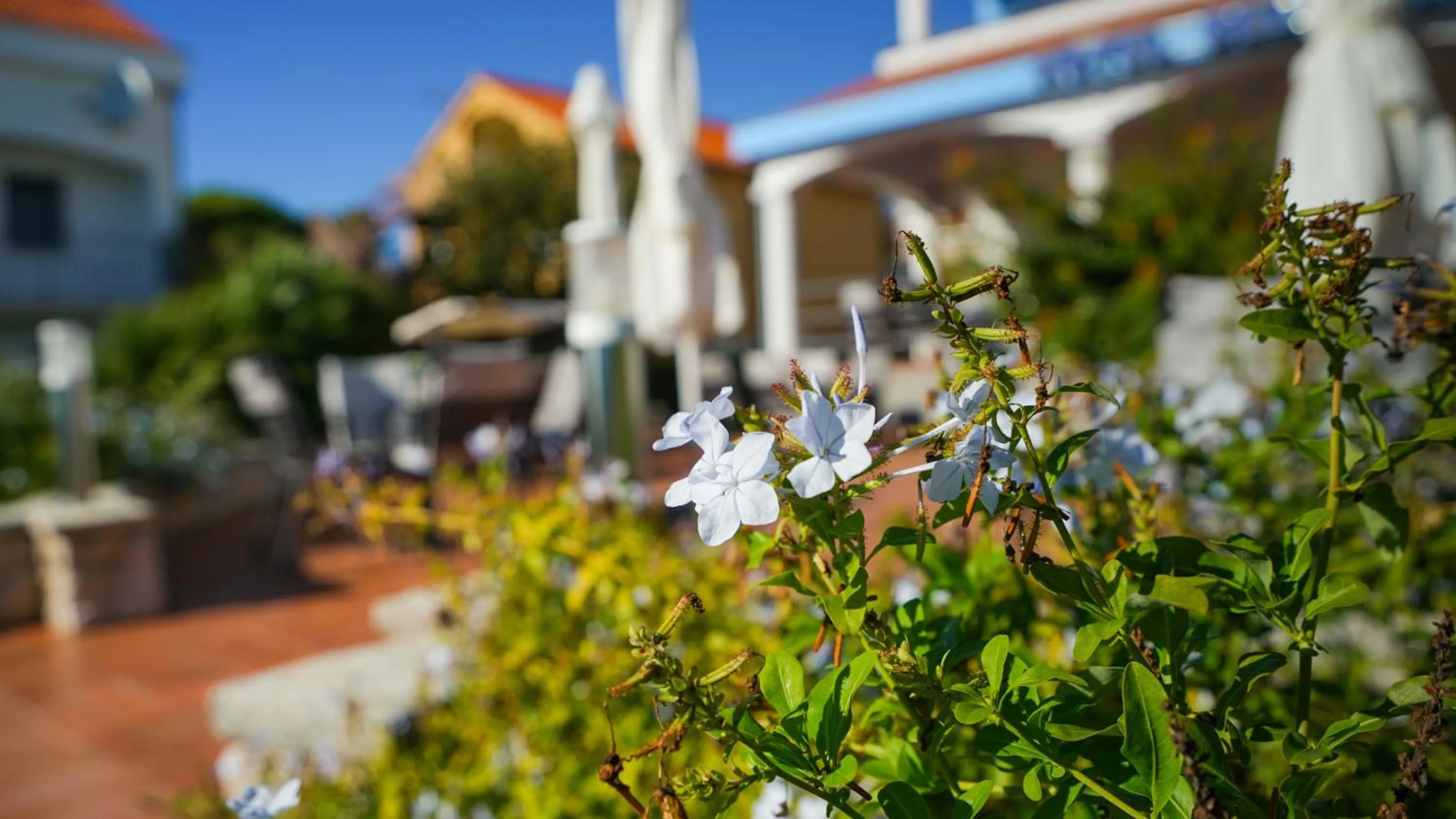 Garden in Hotel Belvedere