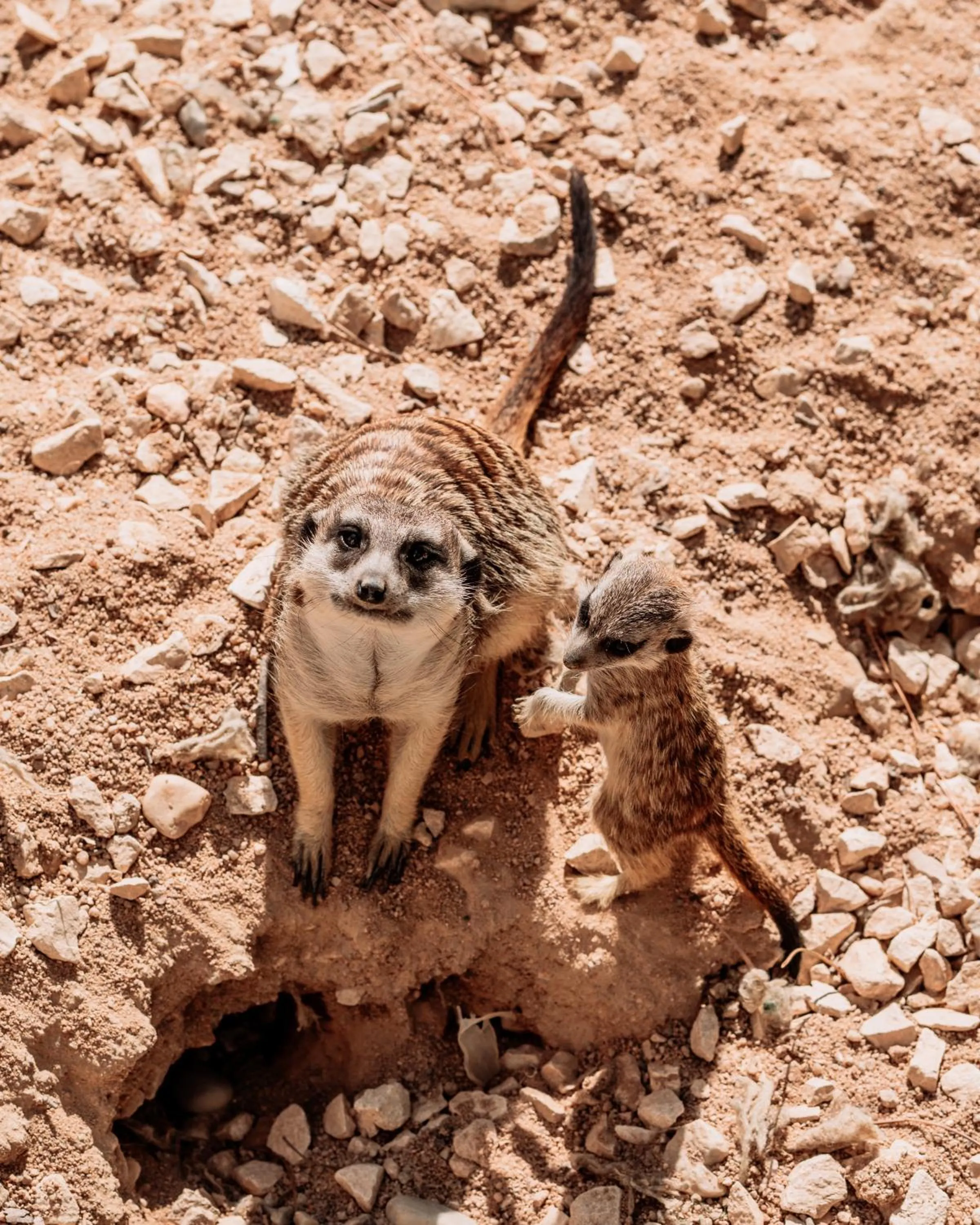 Animals in Hotel de Charme Casa da Amieira