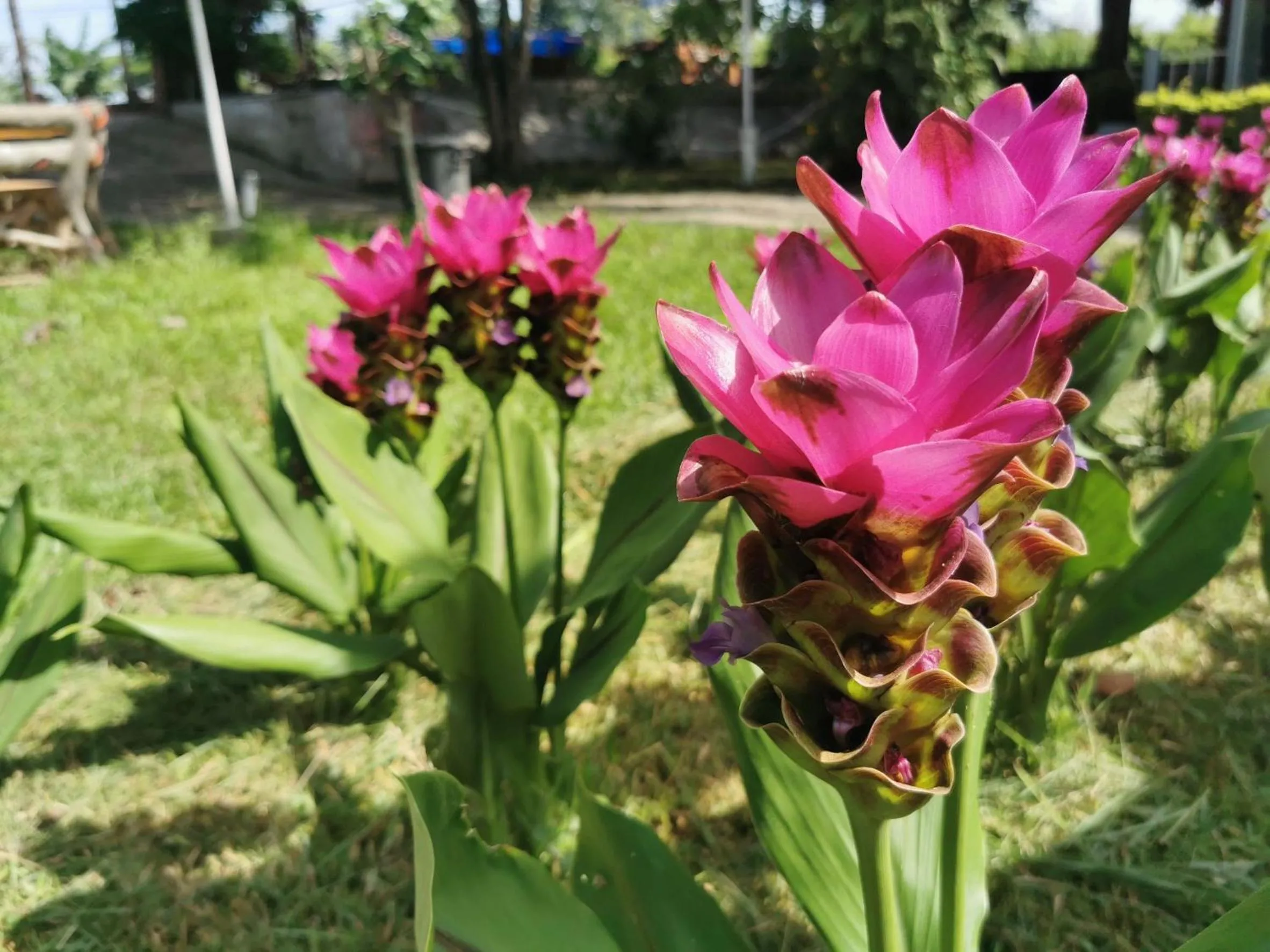 ฺBaan Rai Ing Doi