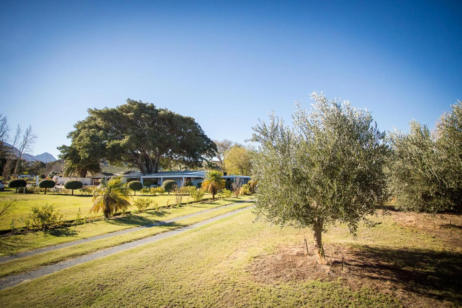 Garden in Damas Guest Farm